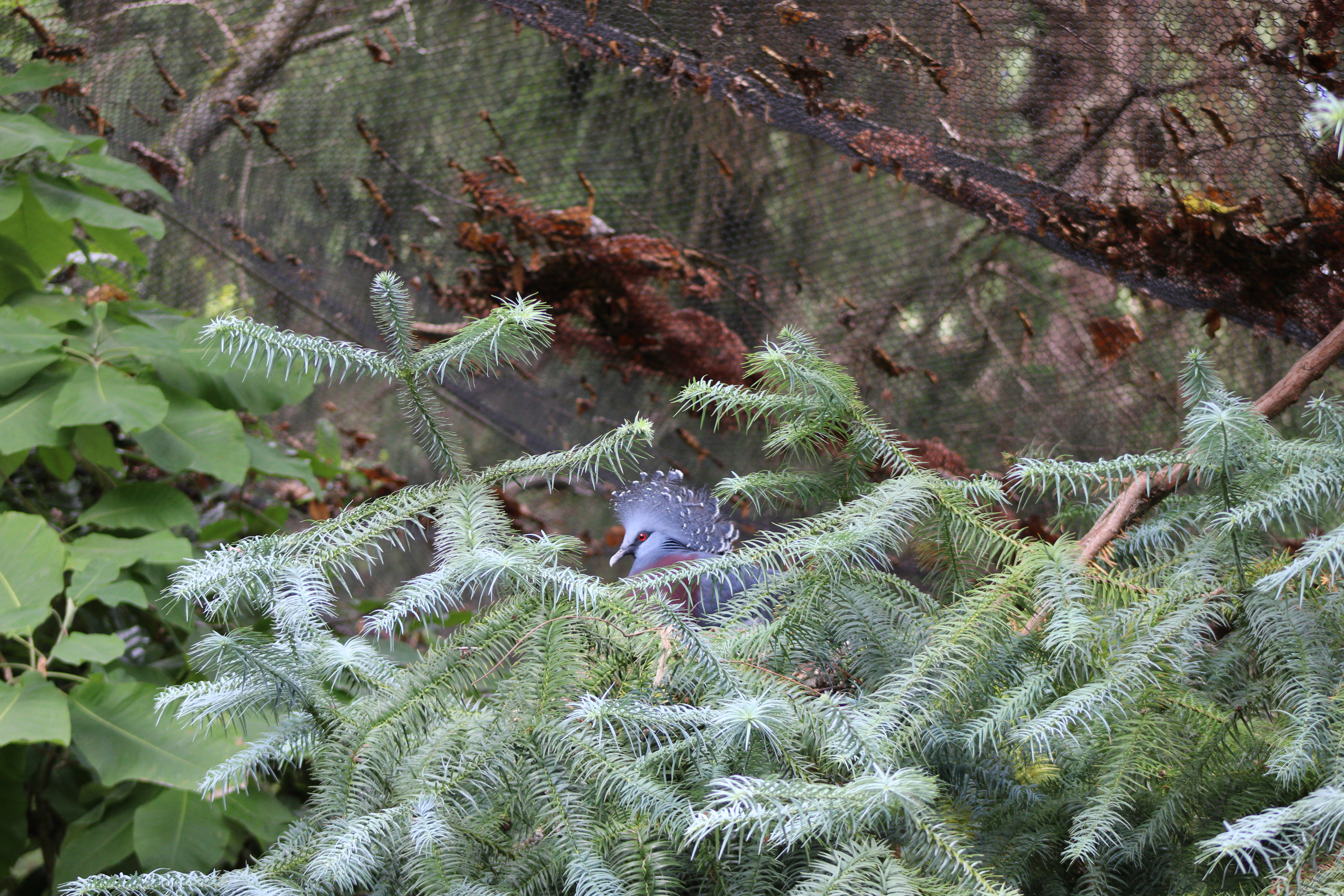 Victoria Crowned Pigeon, Woodland Park Zoo (Seattle, WA)