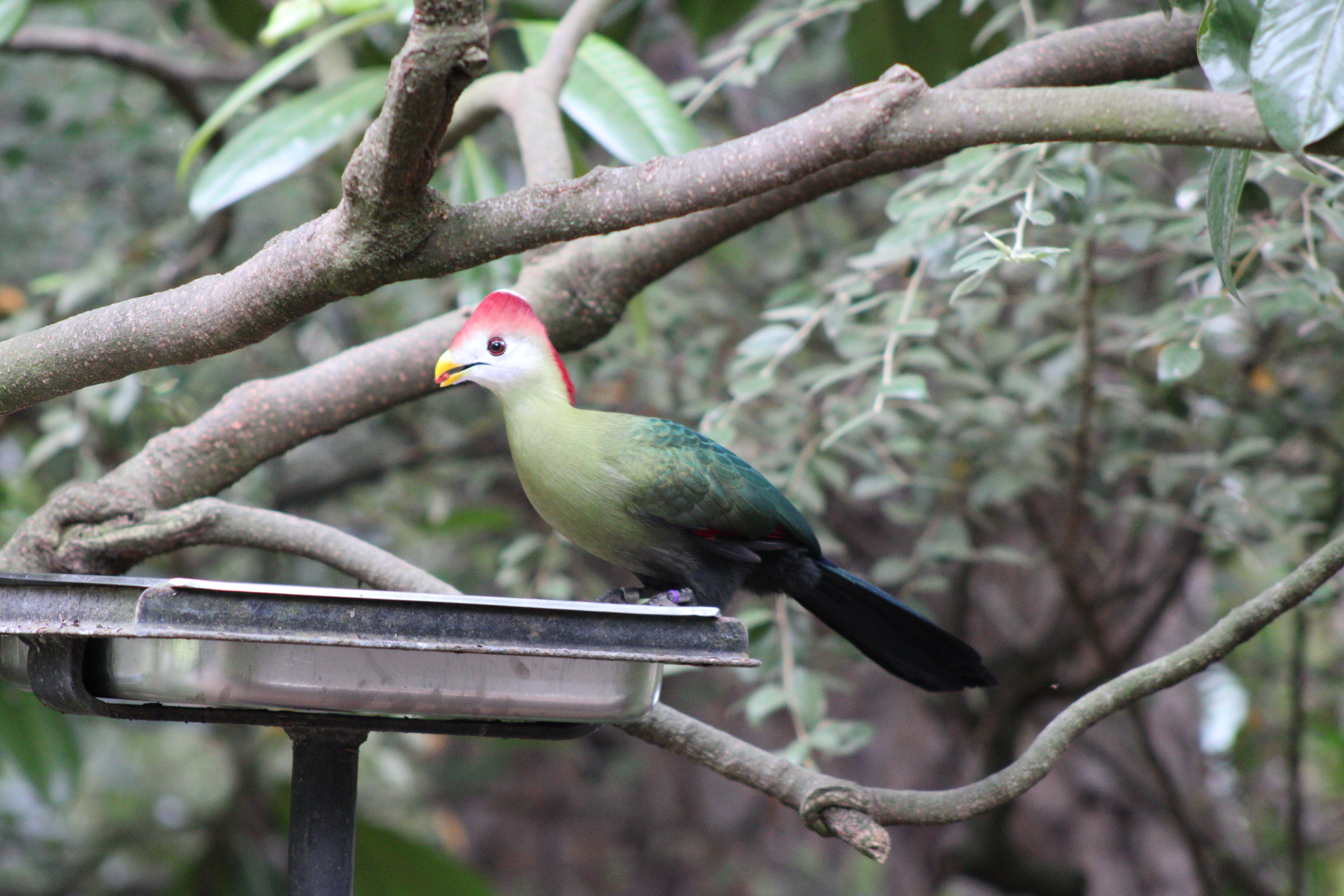 Red-crested Turaco, Woodland Park Zoo (Seattle, WA)