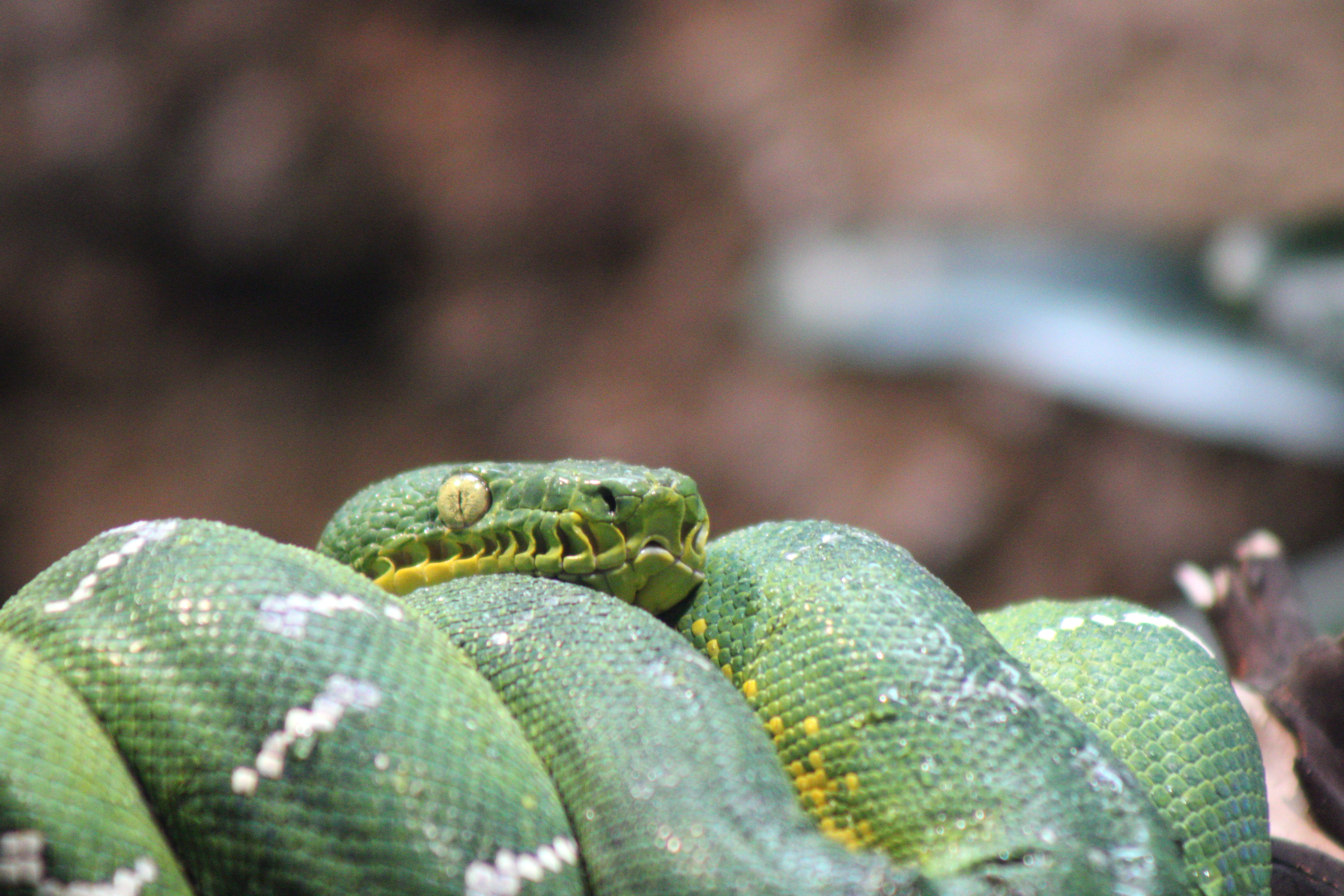 Woodland Park Zoo (Seattle, WA)