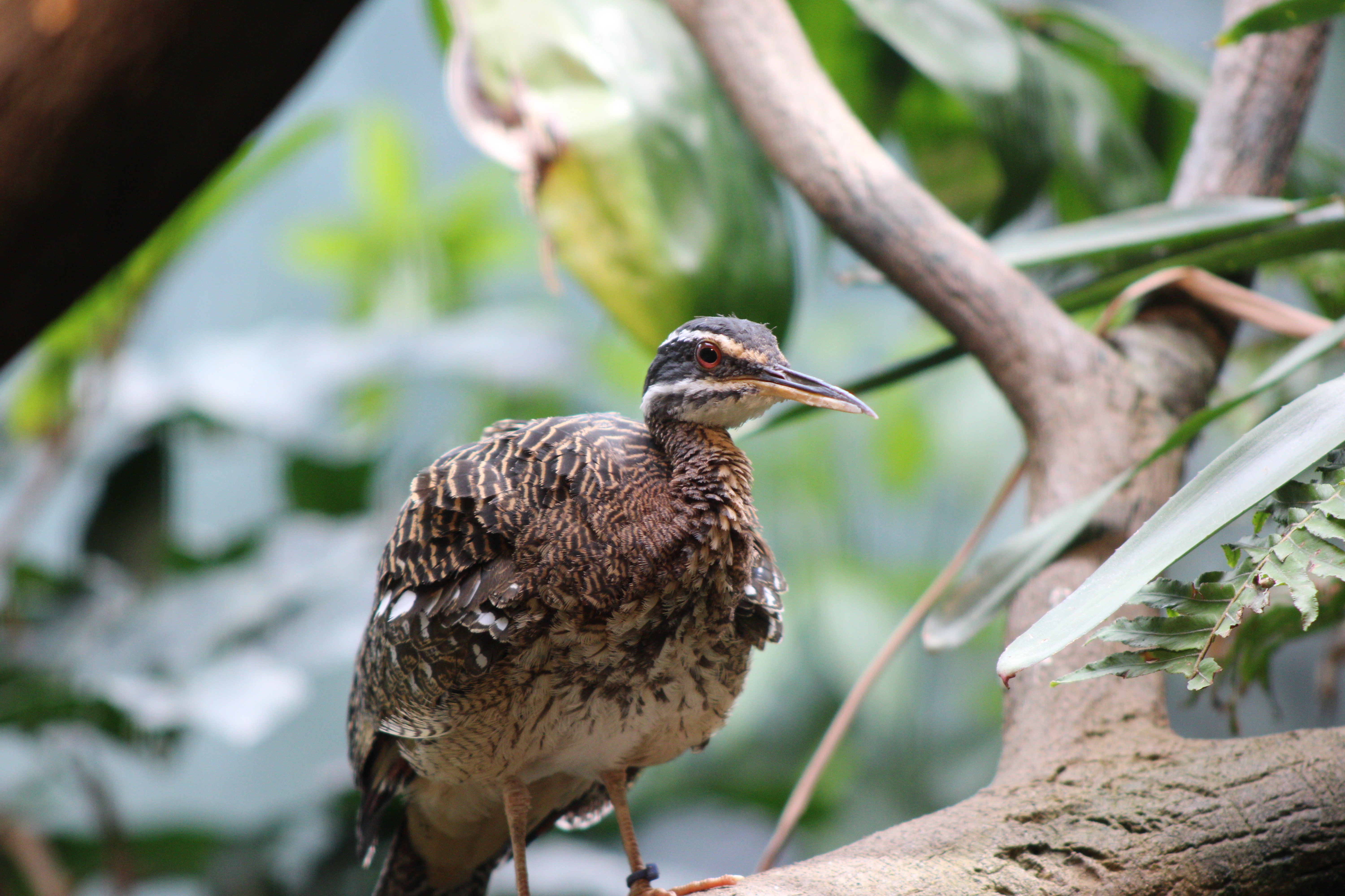 Sunbittern, Woodland Park Zoo (Seattle, WA)