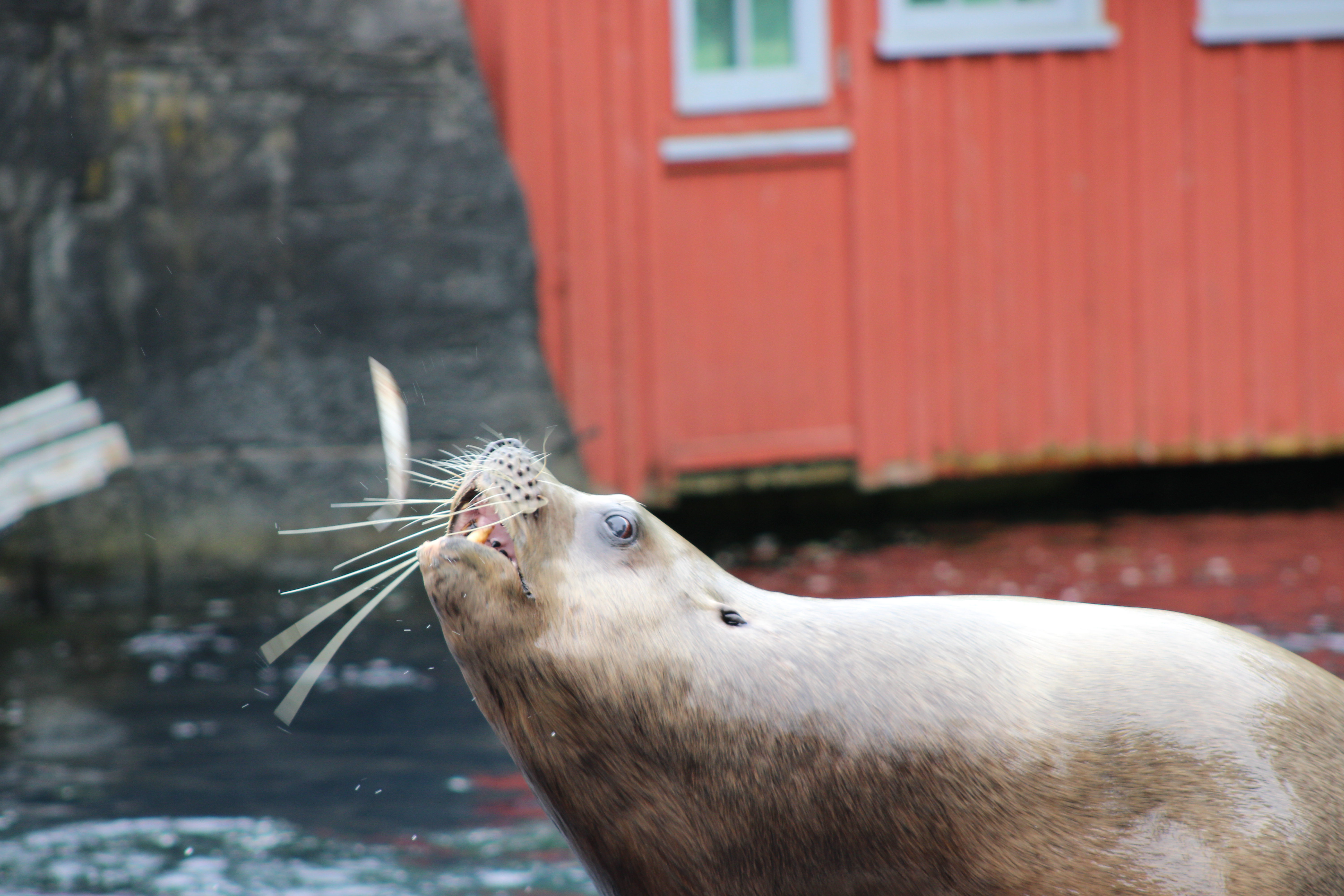 Stellar Sea Lion, Vancouver Aquarium (Vancouver, BC)