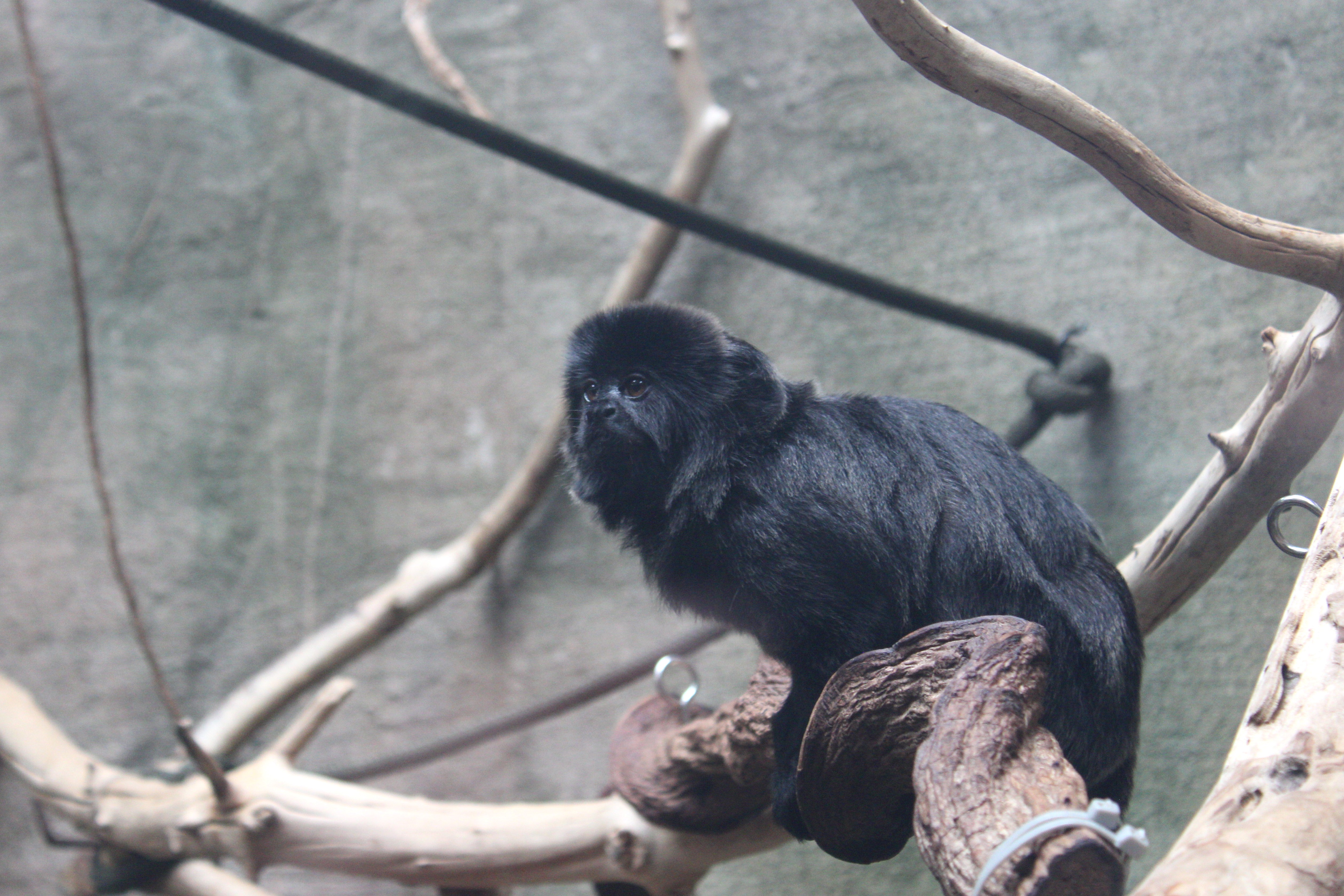 Goeldi's Monkey, Vancouver Aquarium (Vancouver, BC)