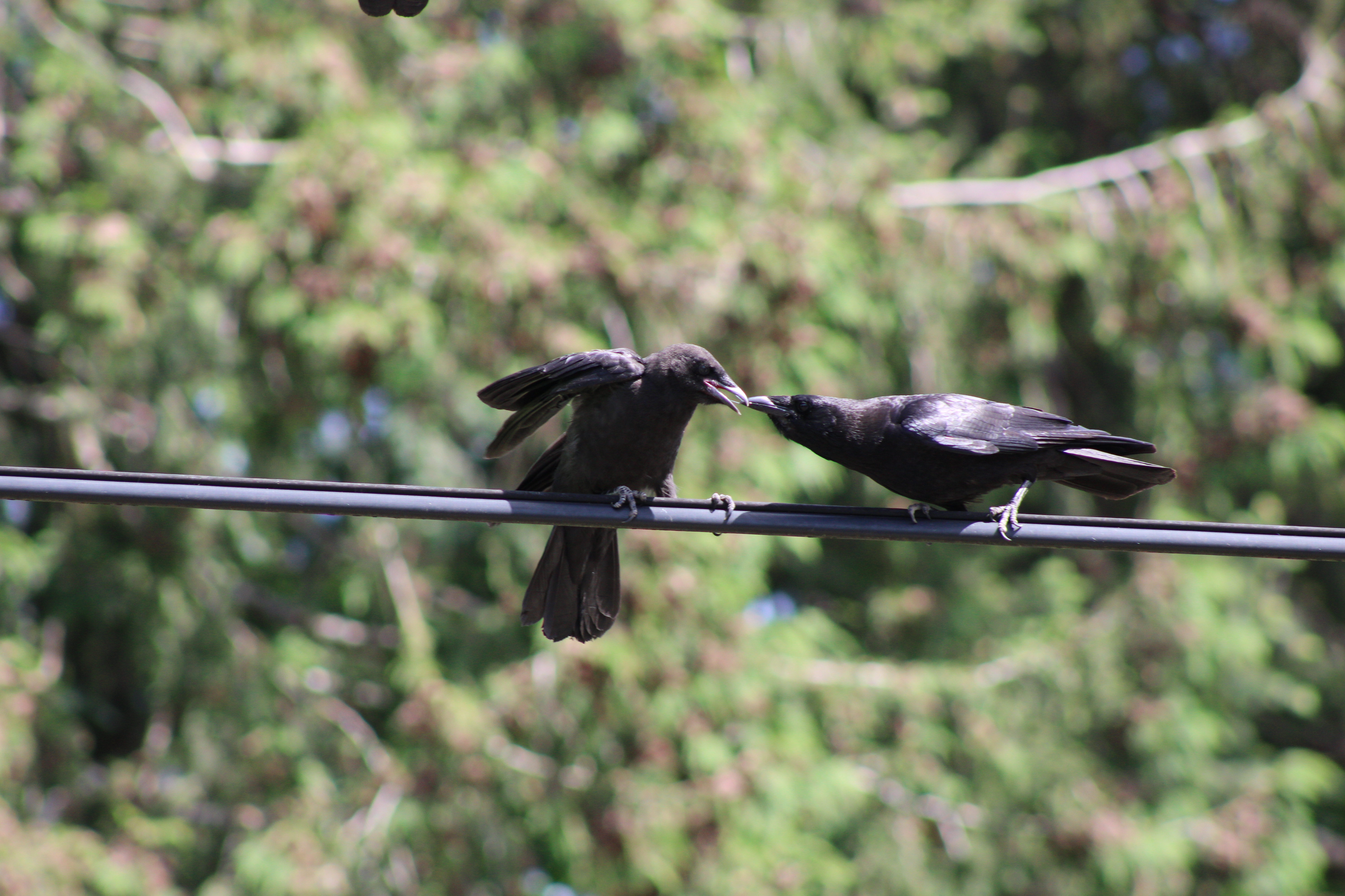 American Crow (Renton, WA)
