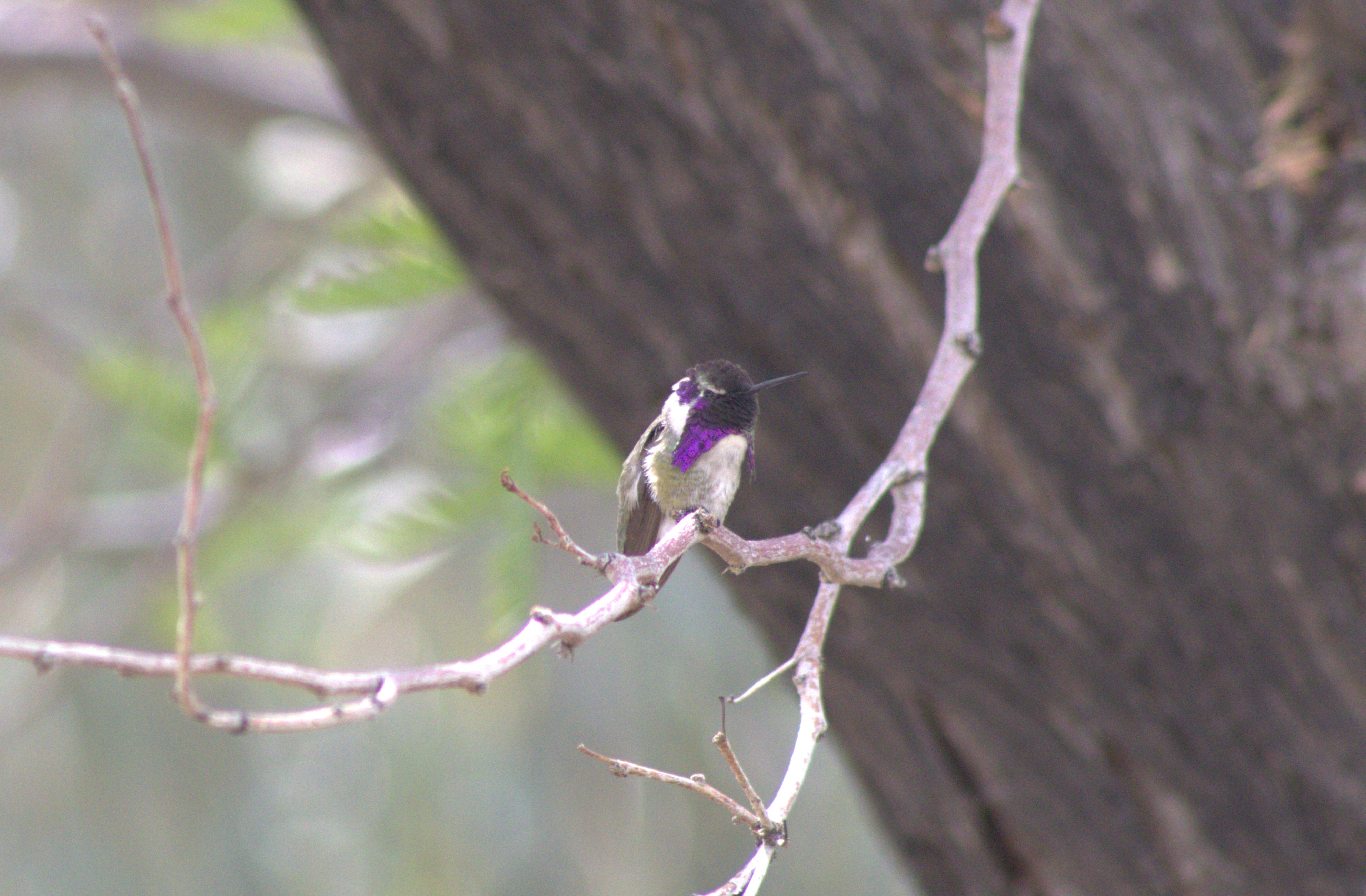 Costa's Hummingbird (Las Vegas, NV)