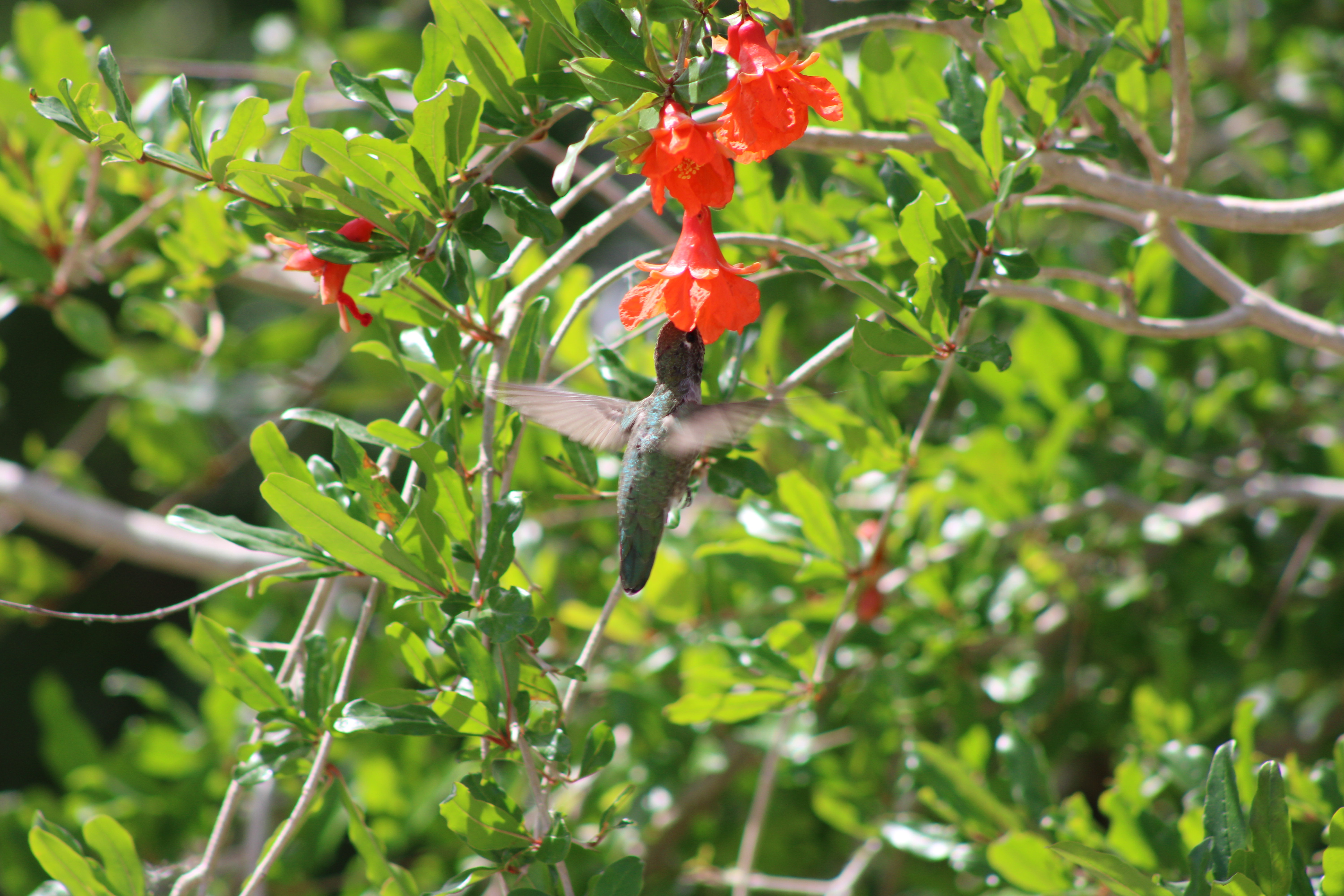 Anna's Hummingbird (Henderson, NV)