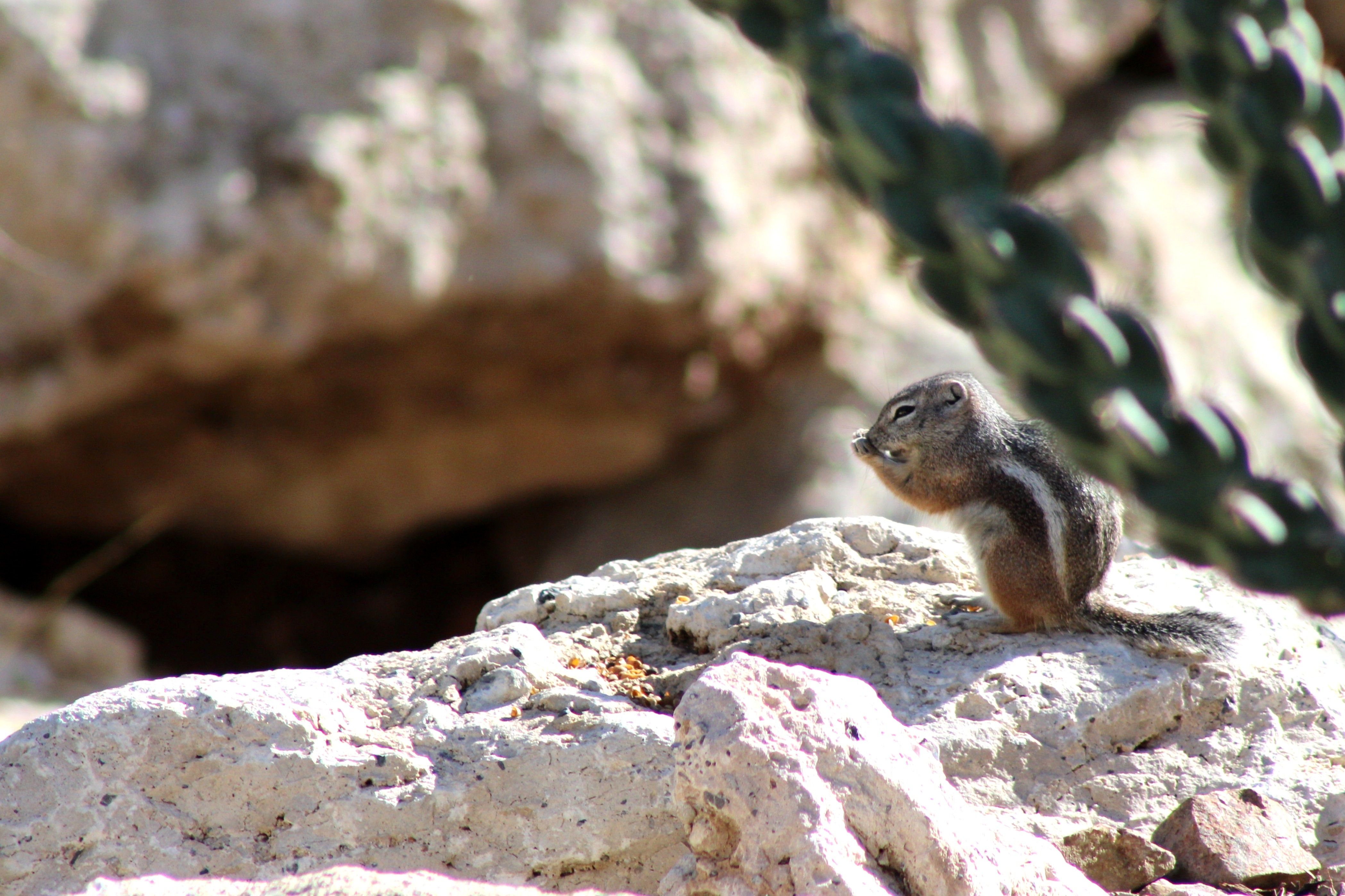 White-tailed Antelope Squirrel (Las Vegas, NV)