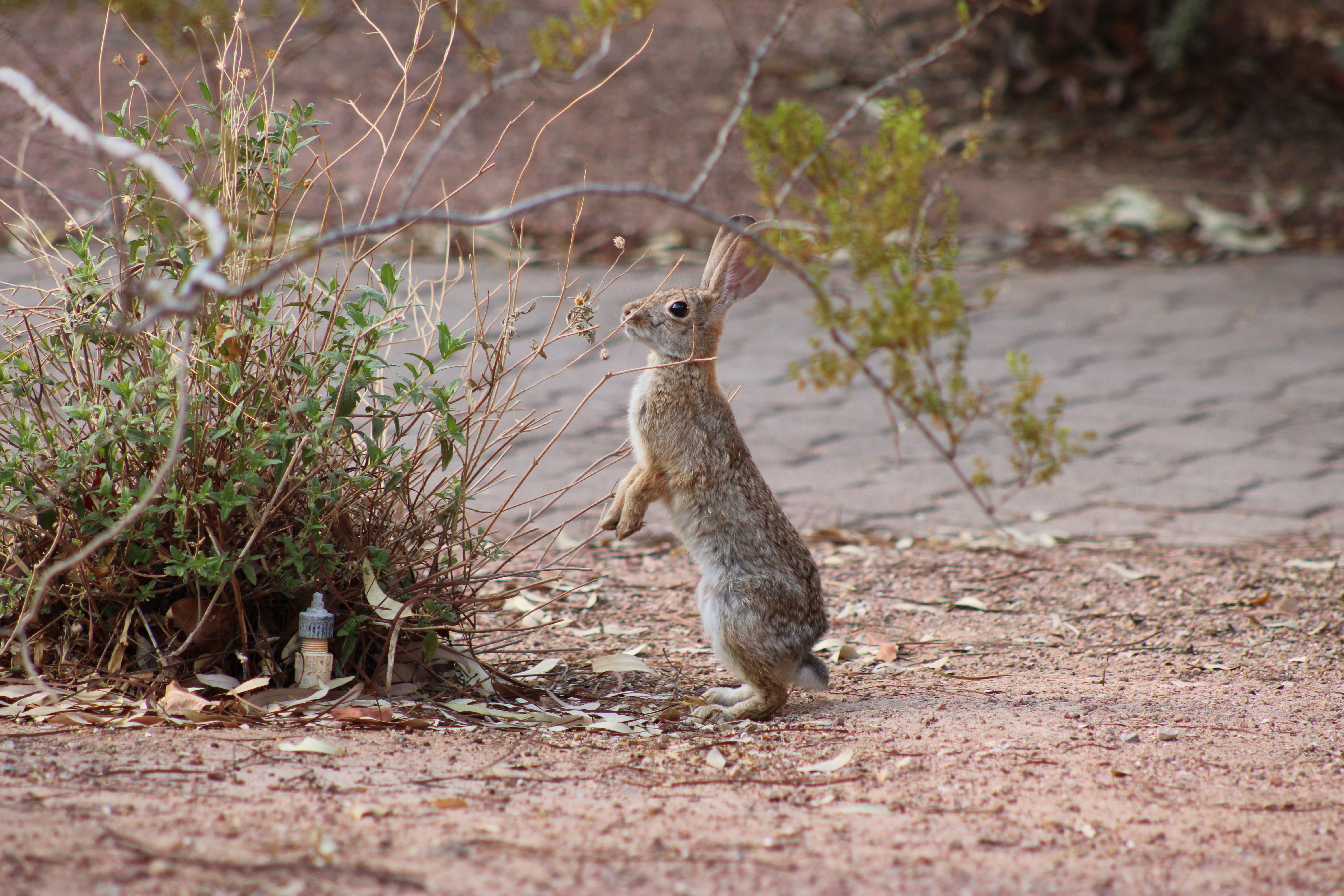 Desert Cottontail (Las Vegas, NV)