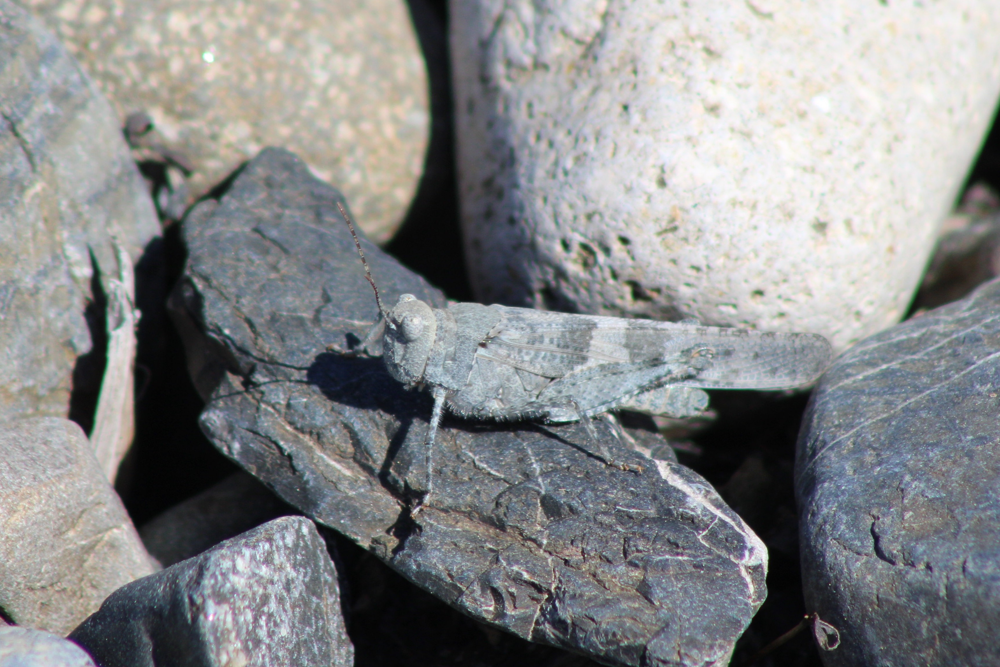Pallid-winged Grasshopper (Birch Bay, WA)