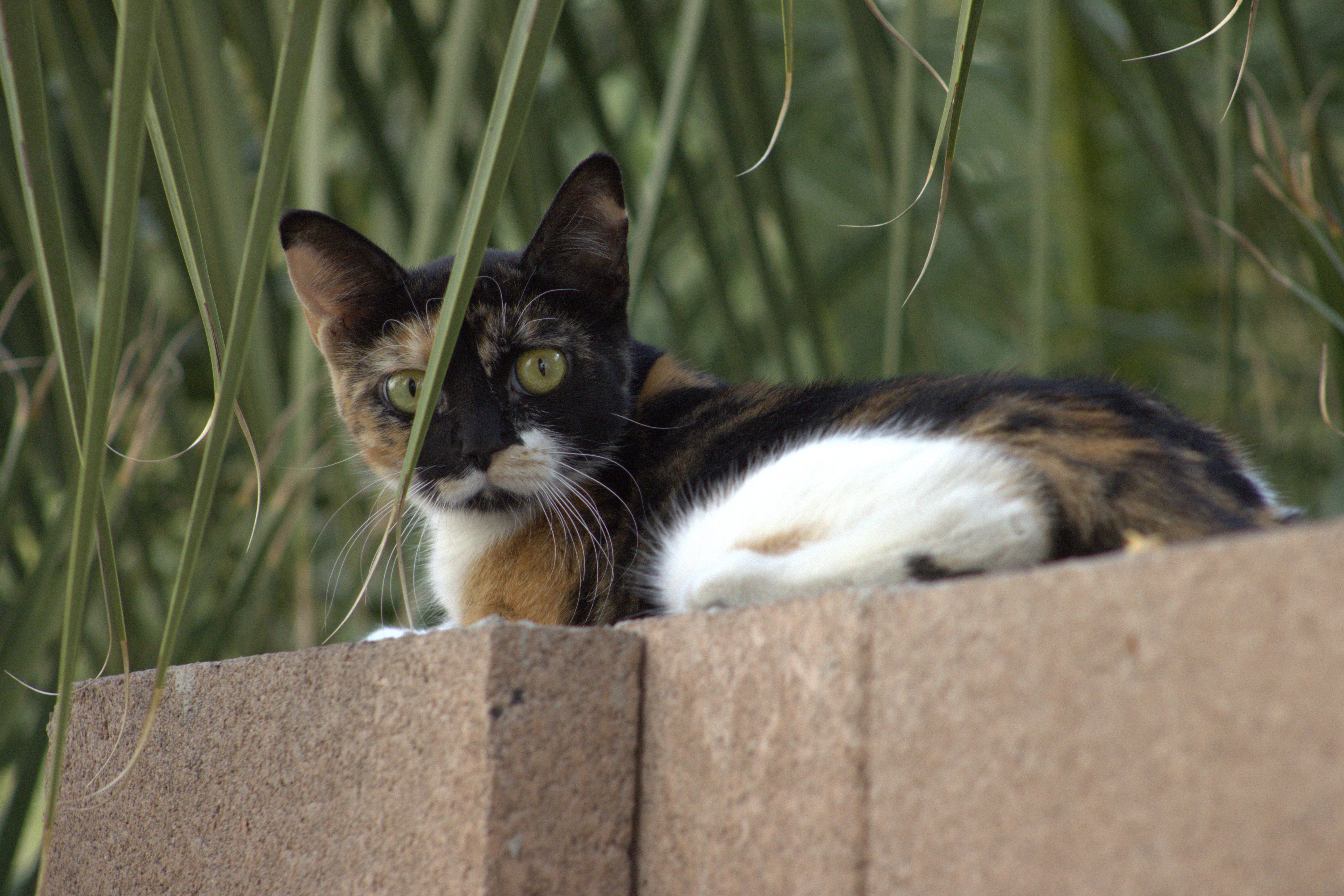 cat (Las Vegas, NV)