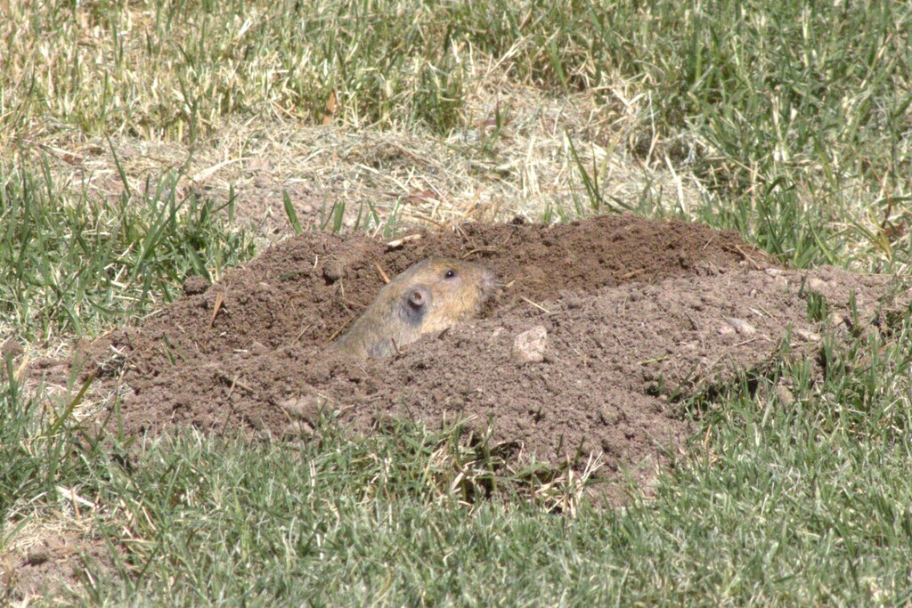 Fulvous Pocket Gopher (Las Vegas, NV)