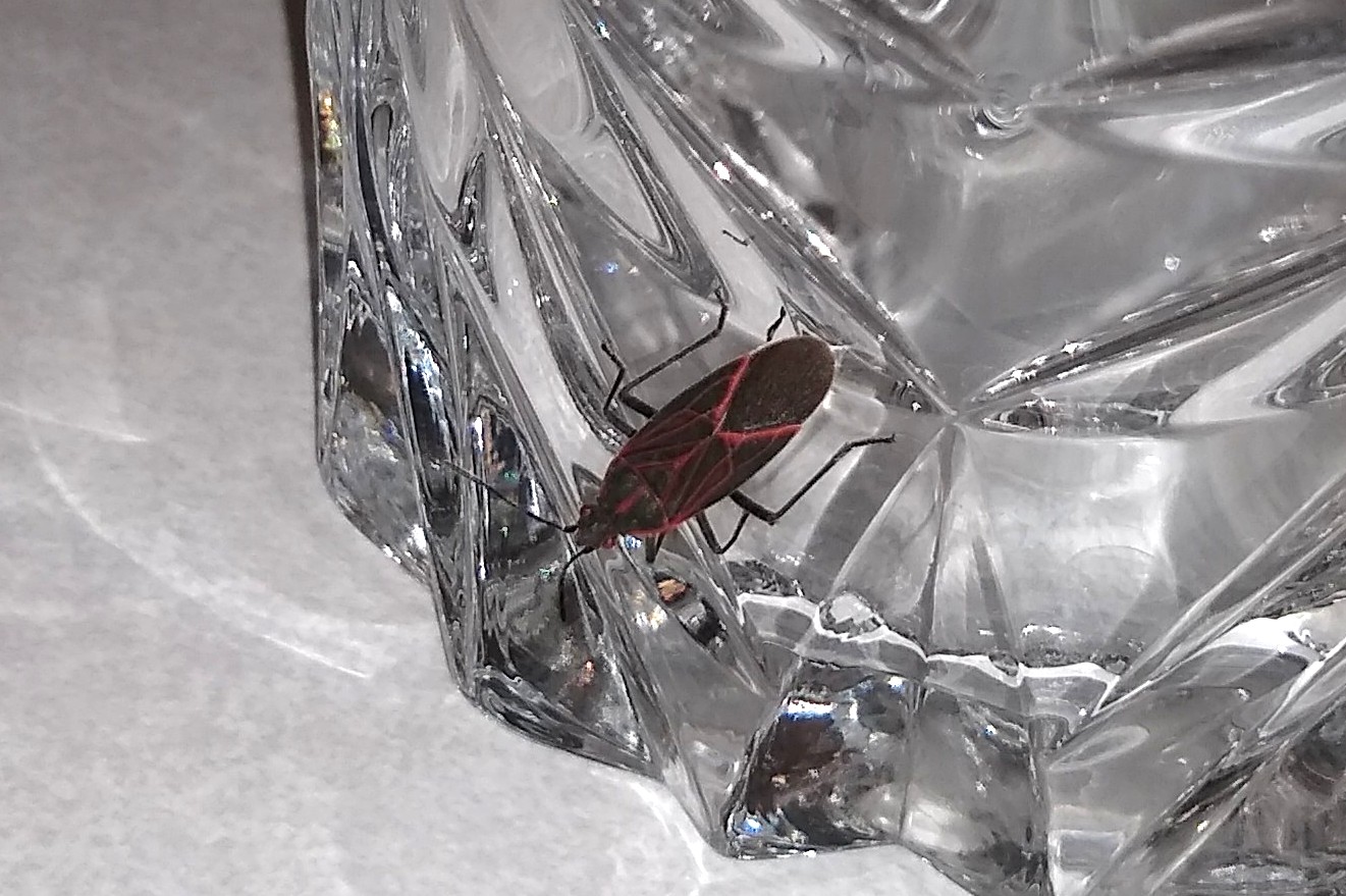Western Boxelder Bug