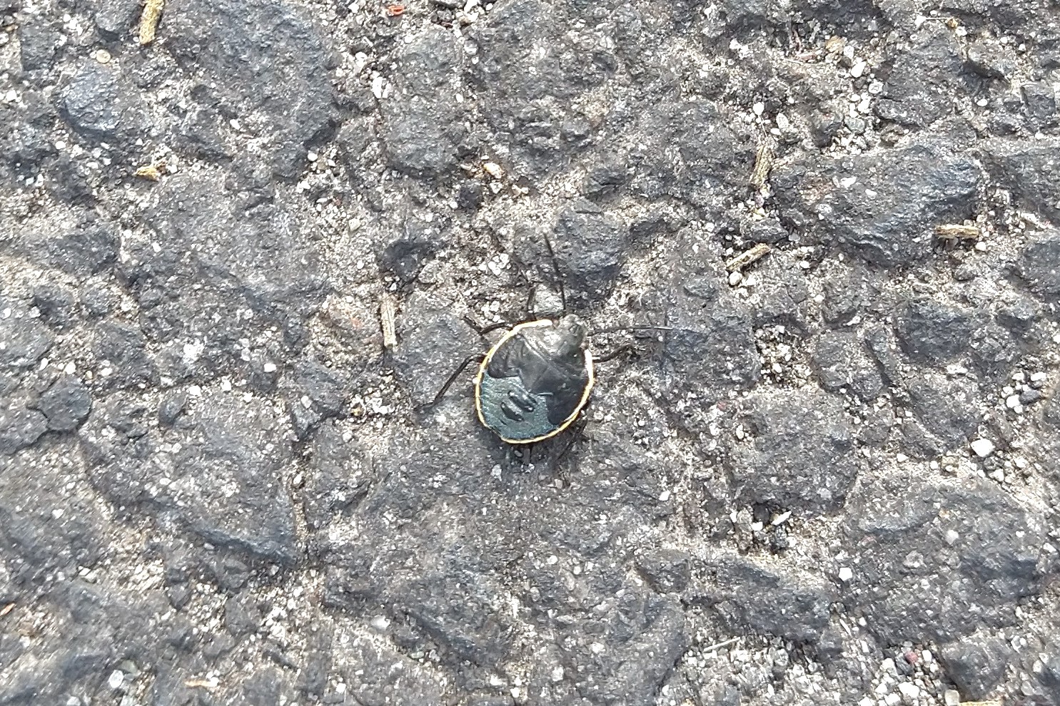 unidentified insect