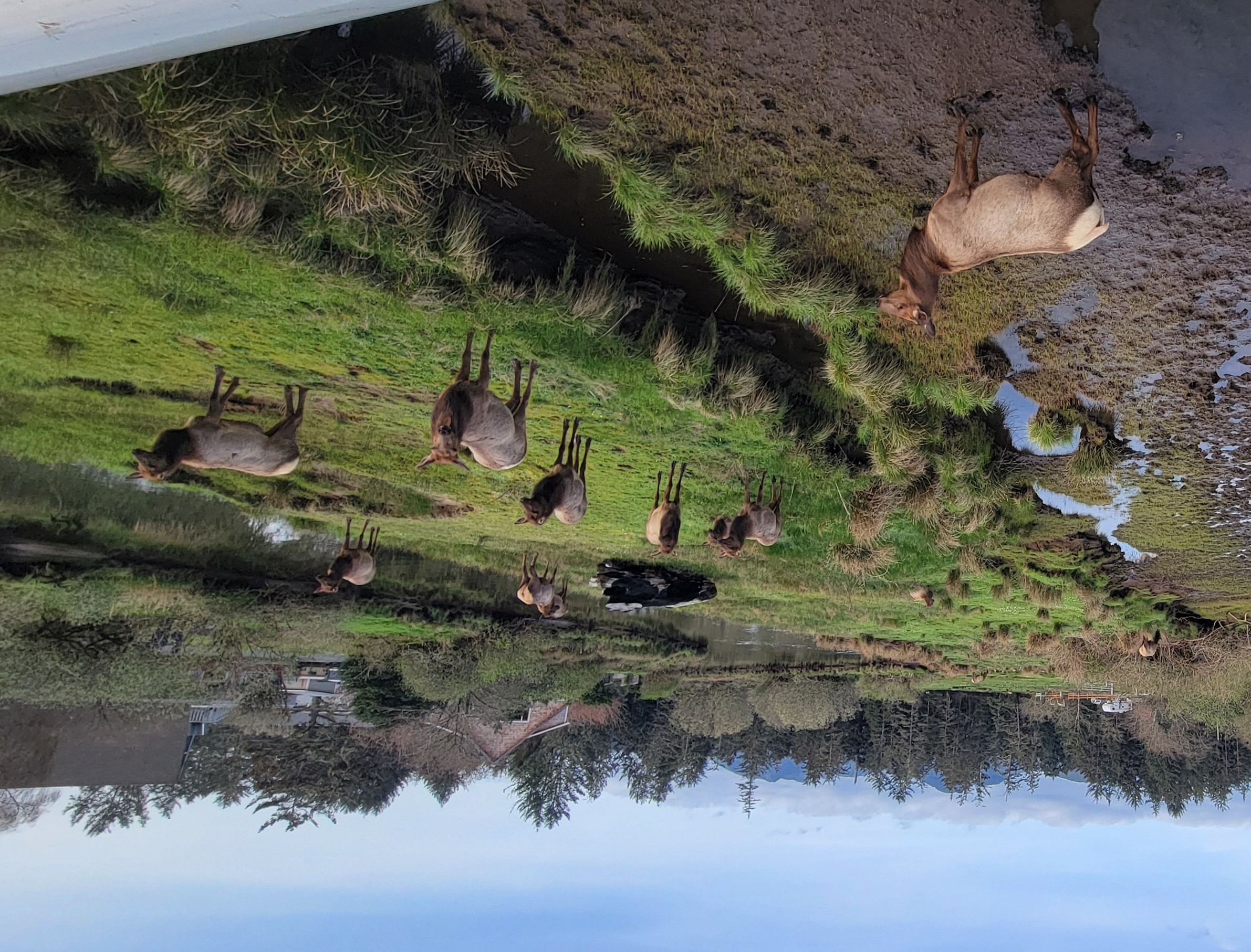 Elk