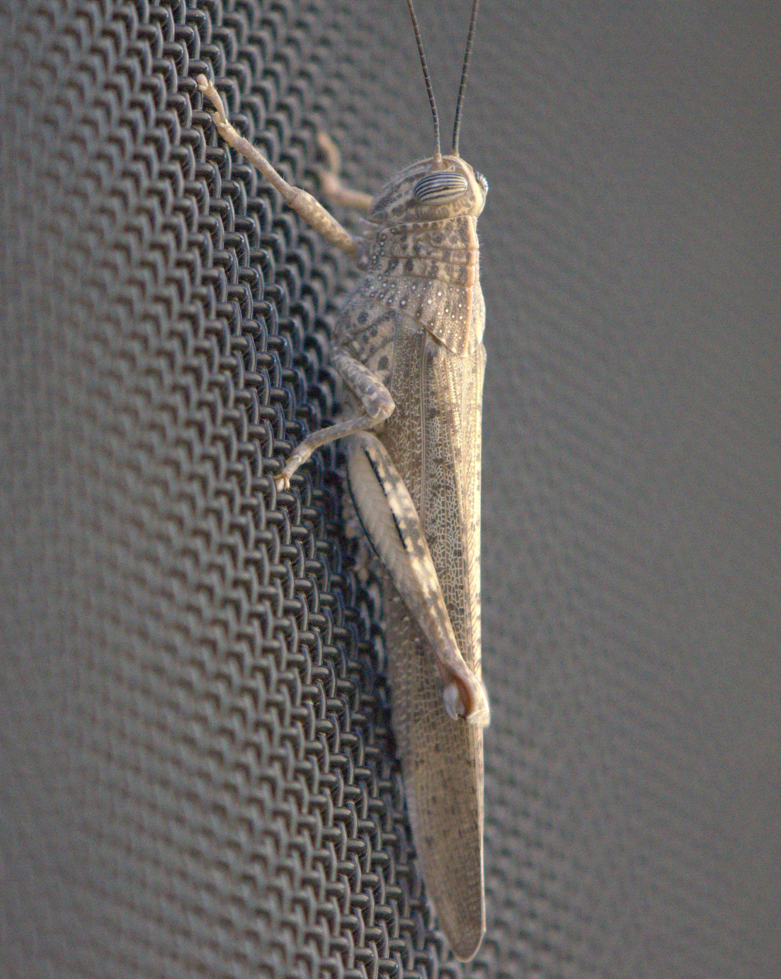 unidentified grasshopper