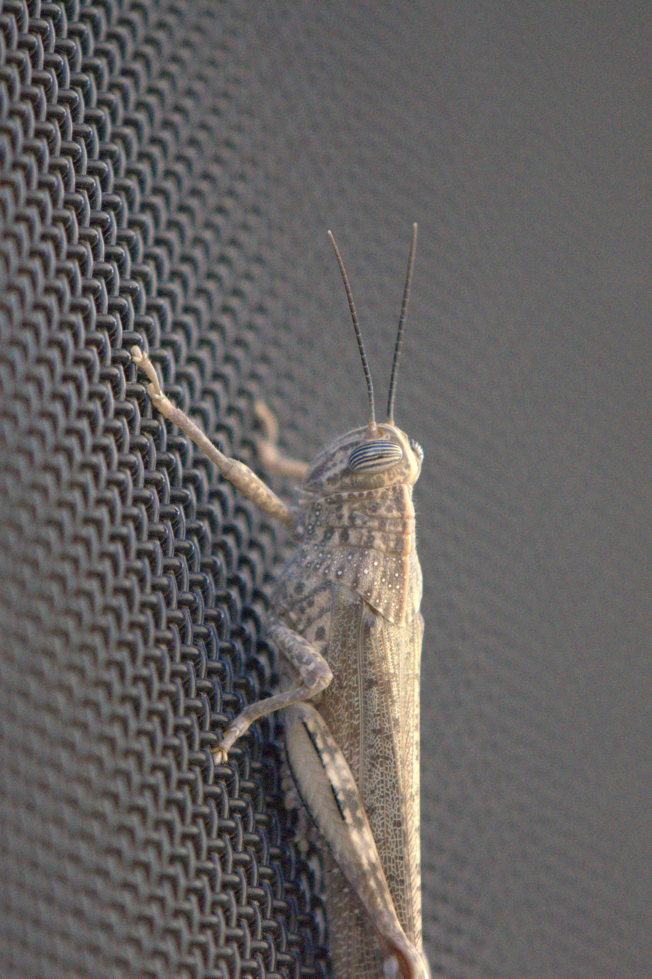 unidentified grasshopper