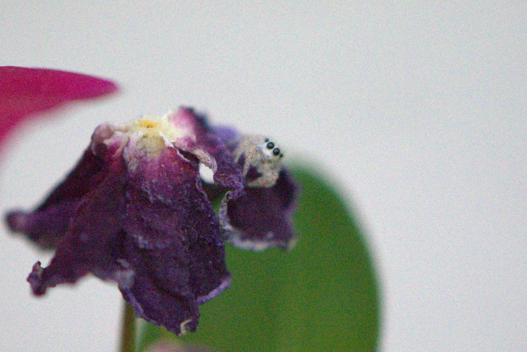 unidentified jumping spider