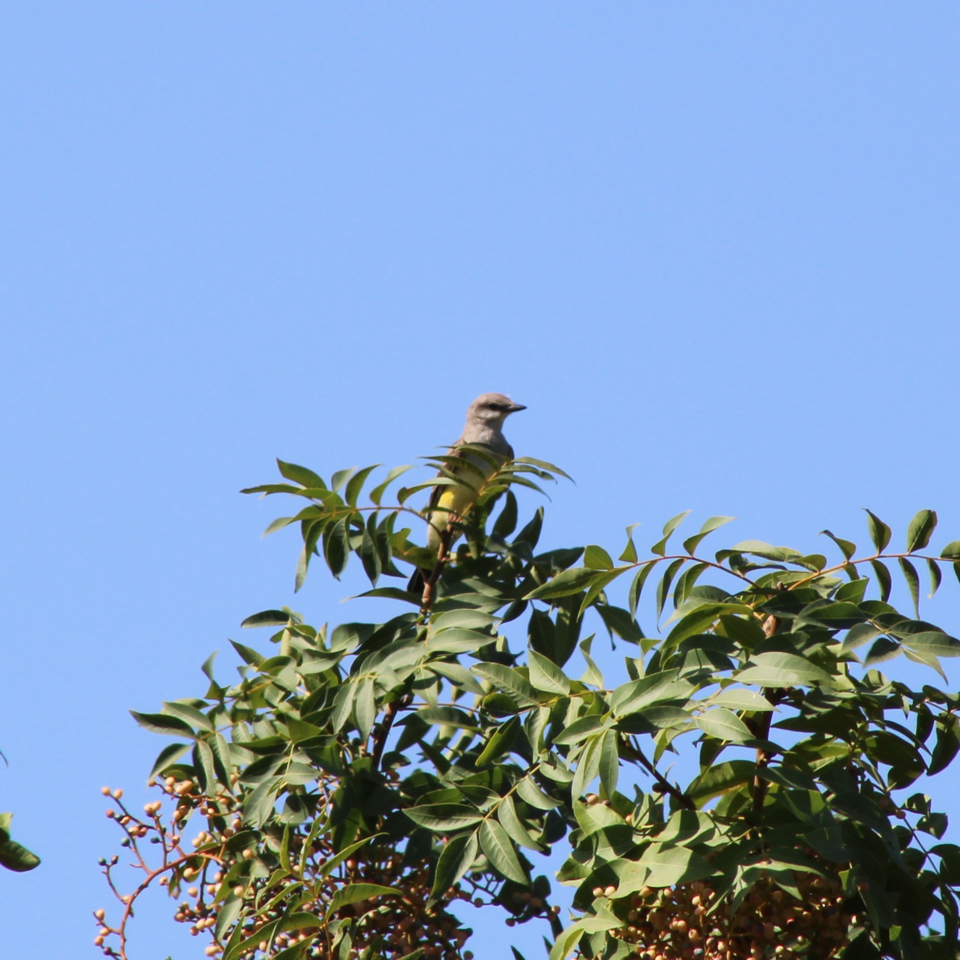 Western Kingbird