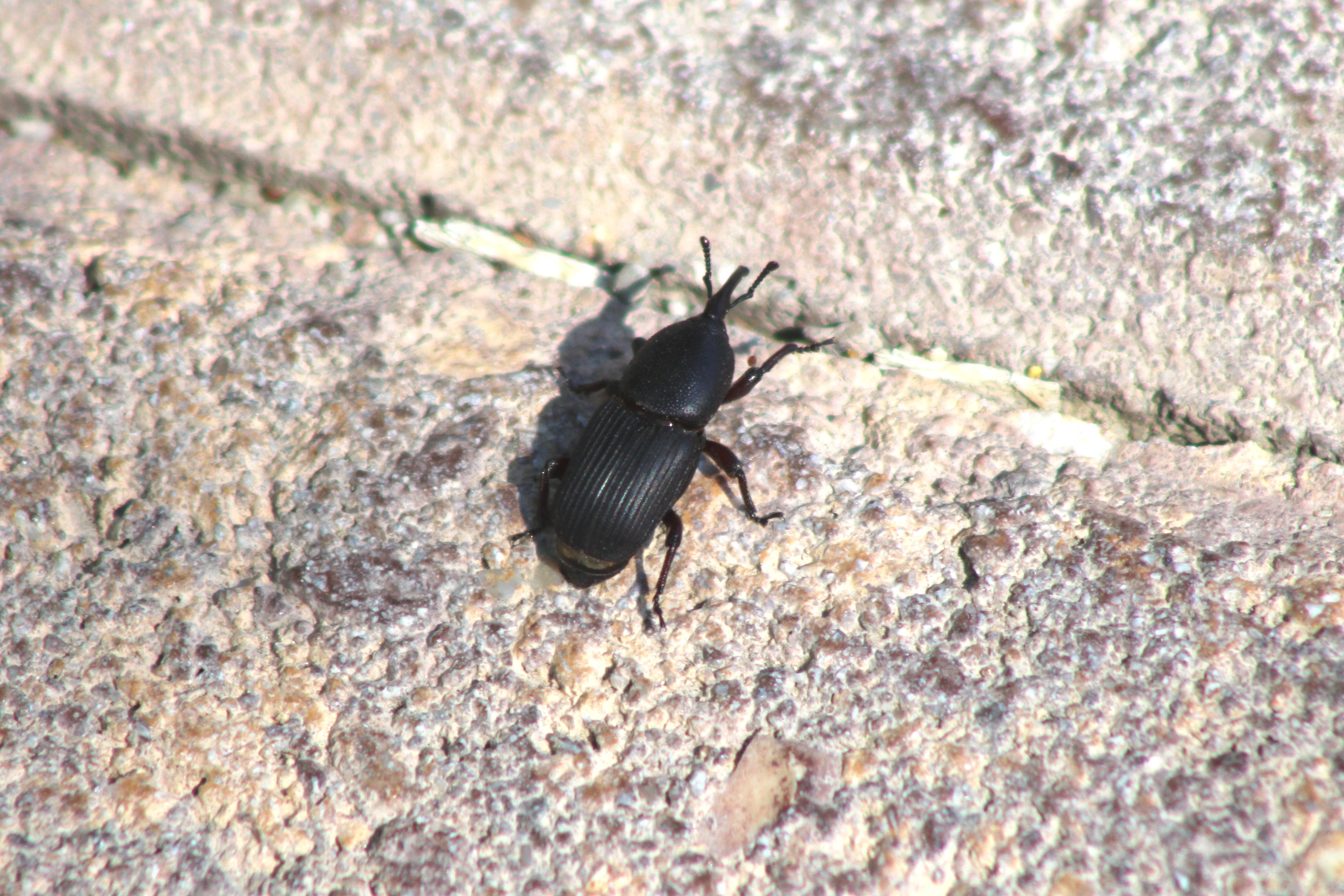 unidentified insect