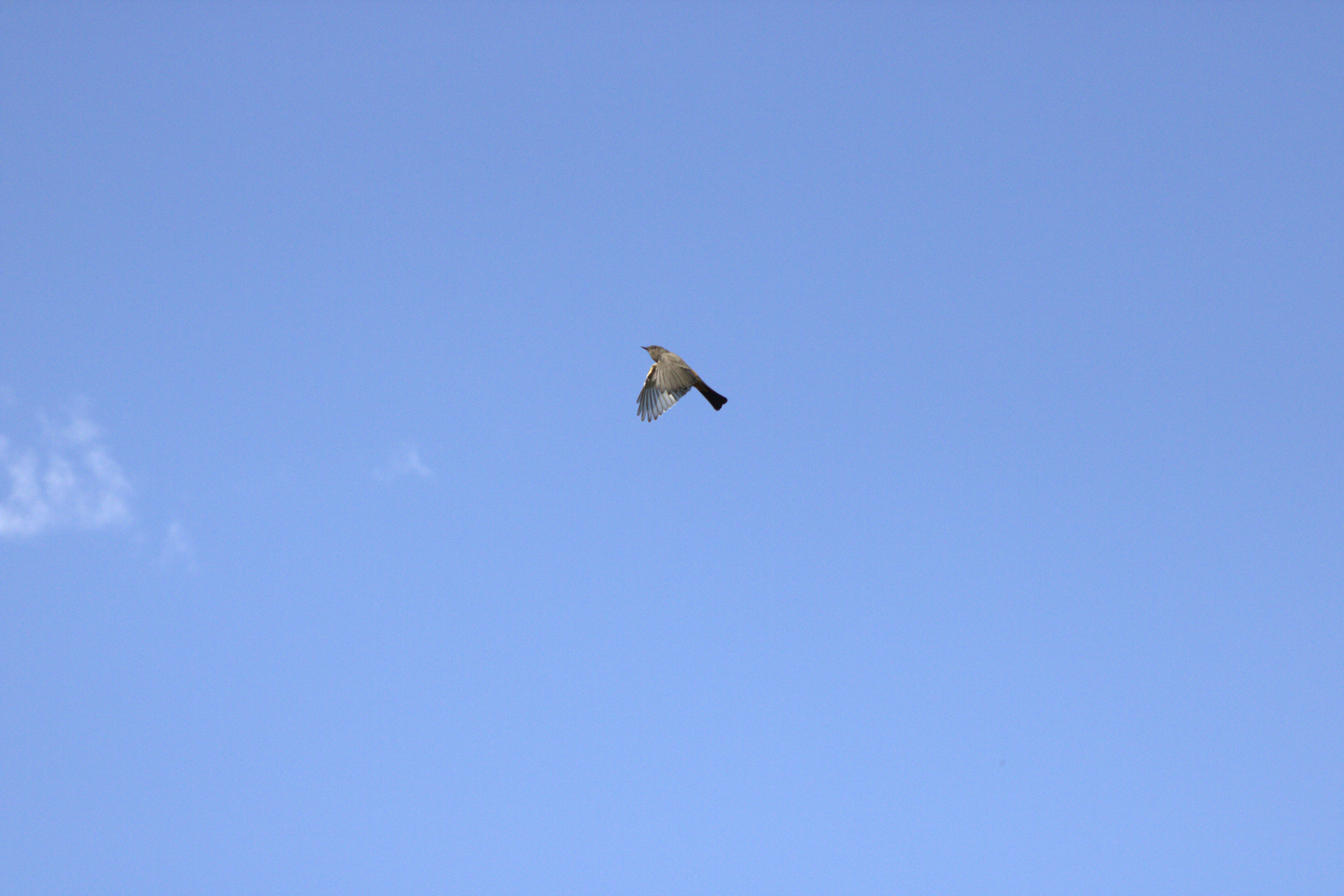 unidentified bird