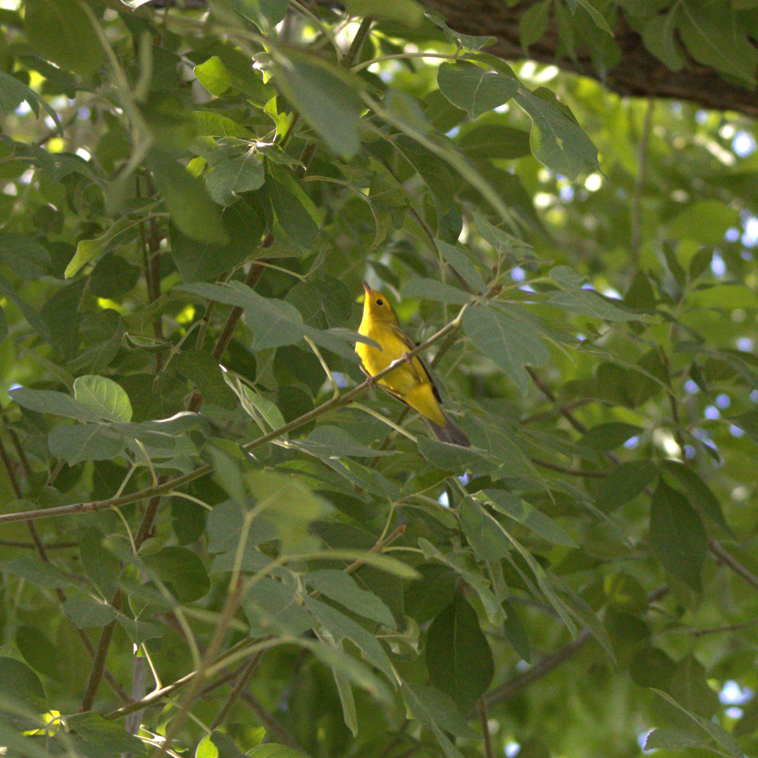 Wilson's Warbler