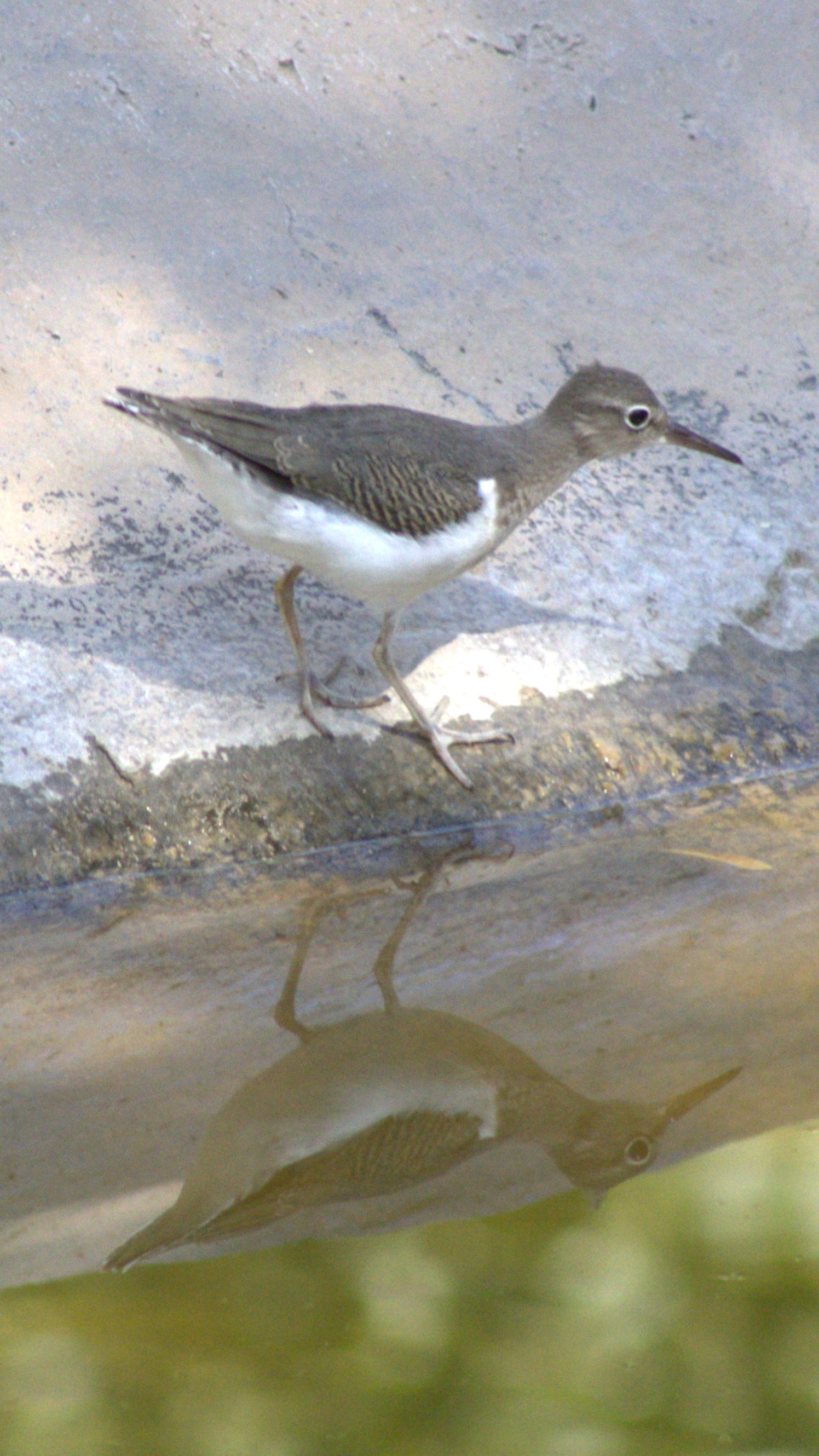 Spotted Sandpiper