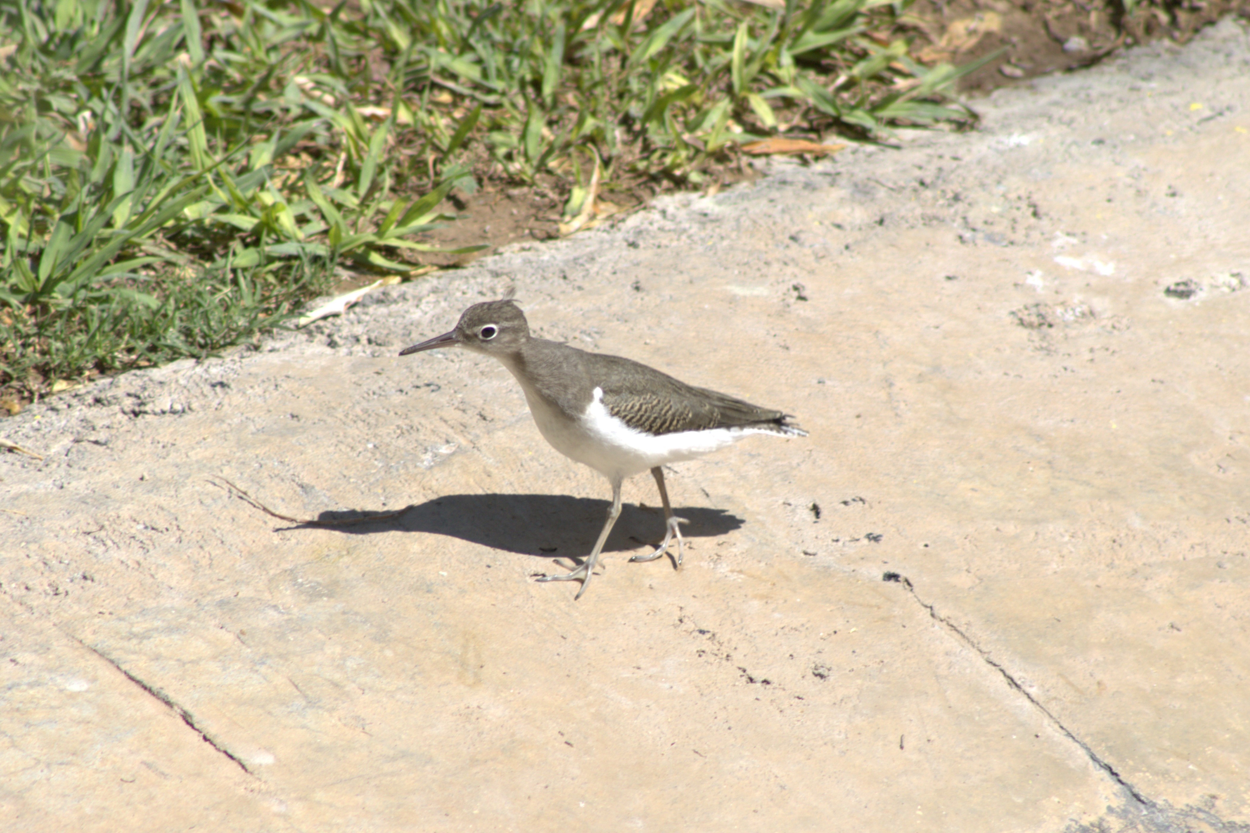 Spotted Sandpiper