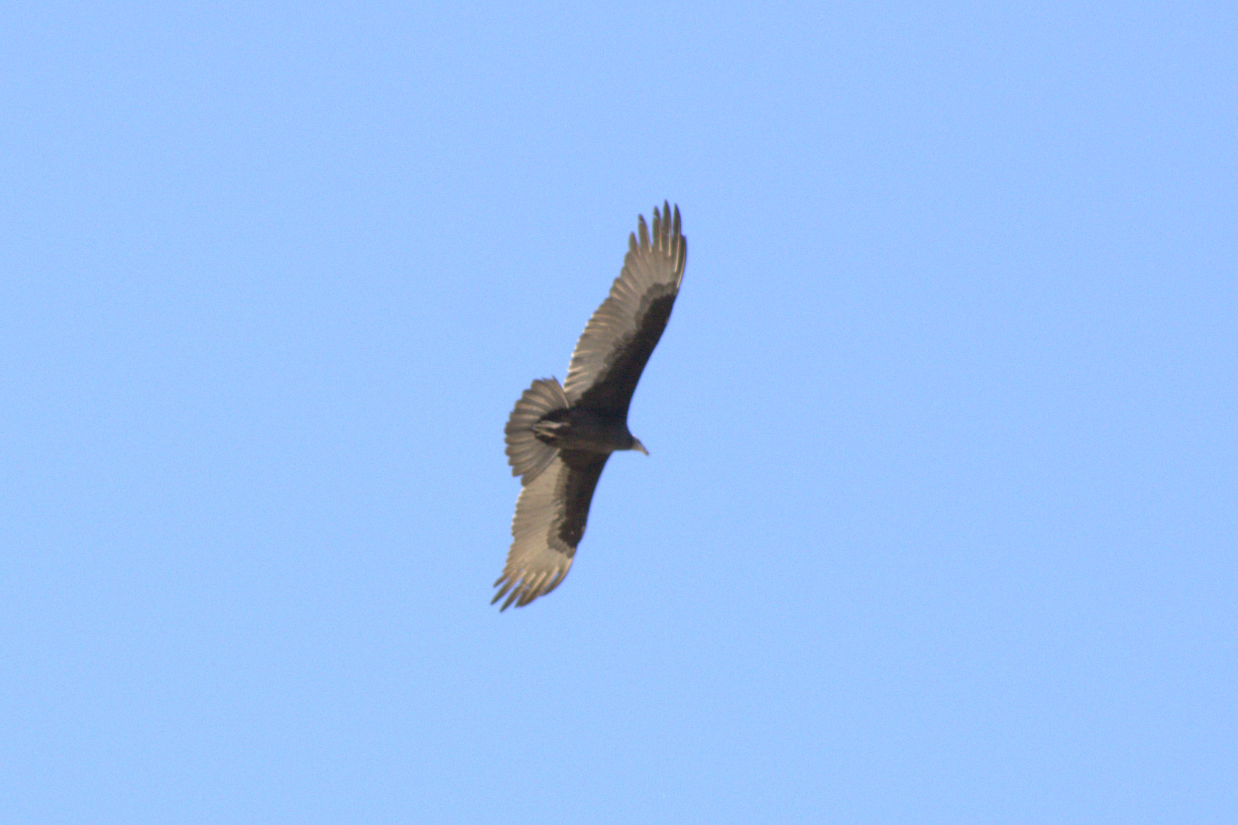 Turkey Vulture