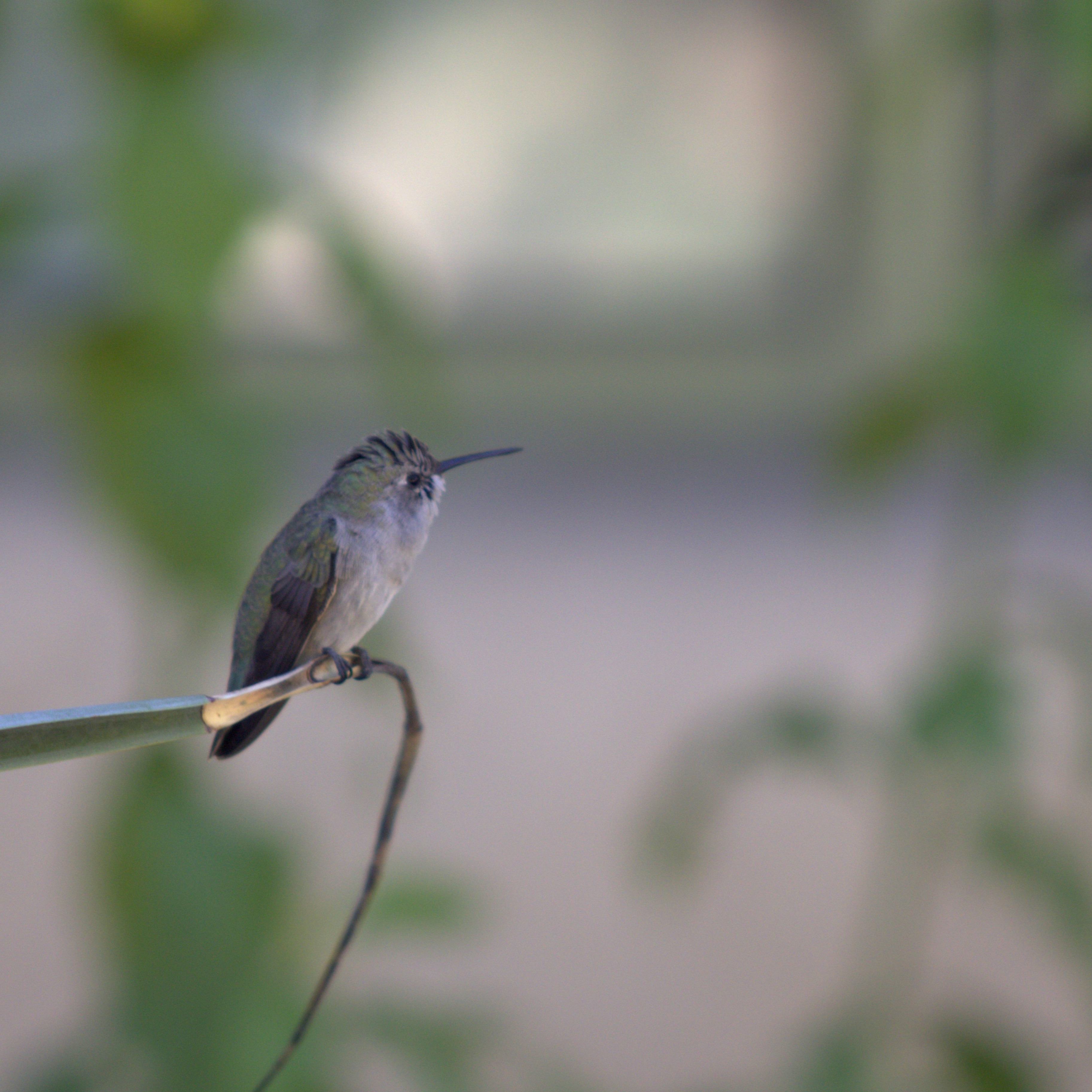 Anna's Hummingbird