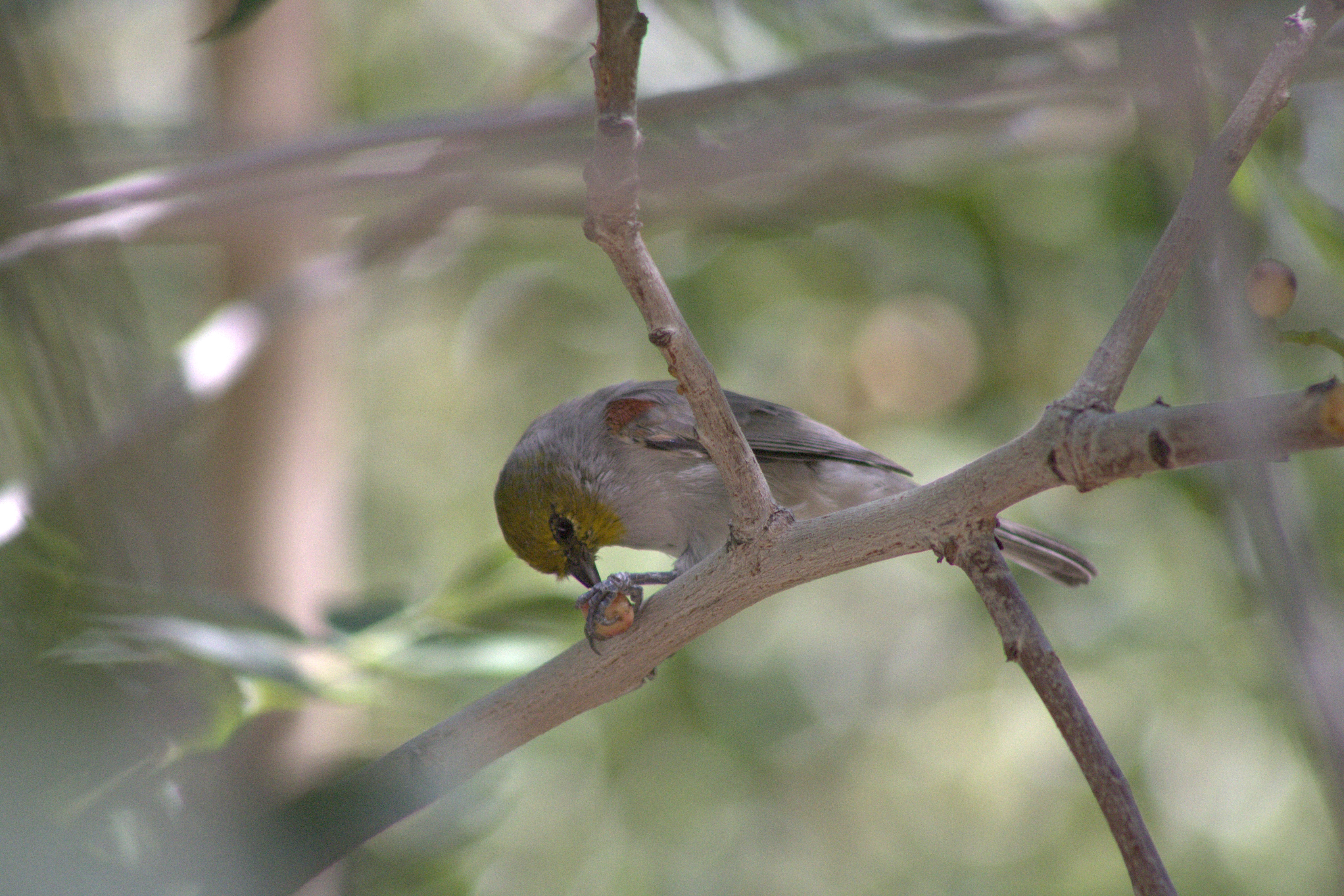 Verdin