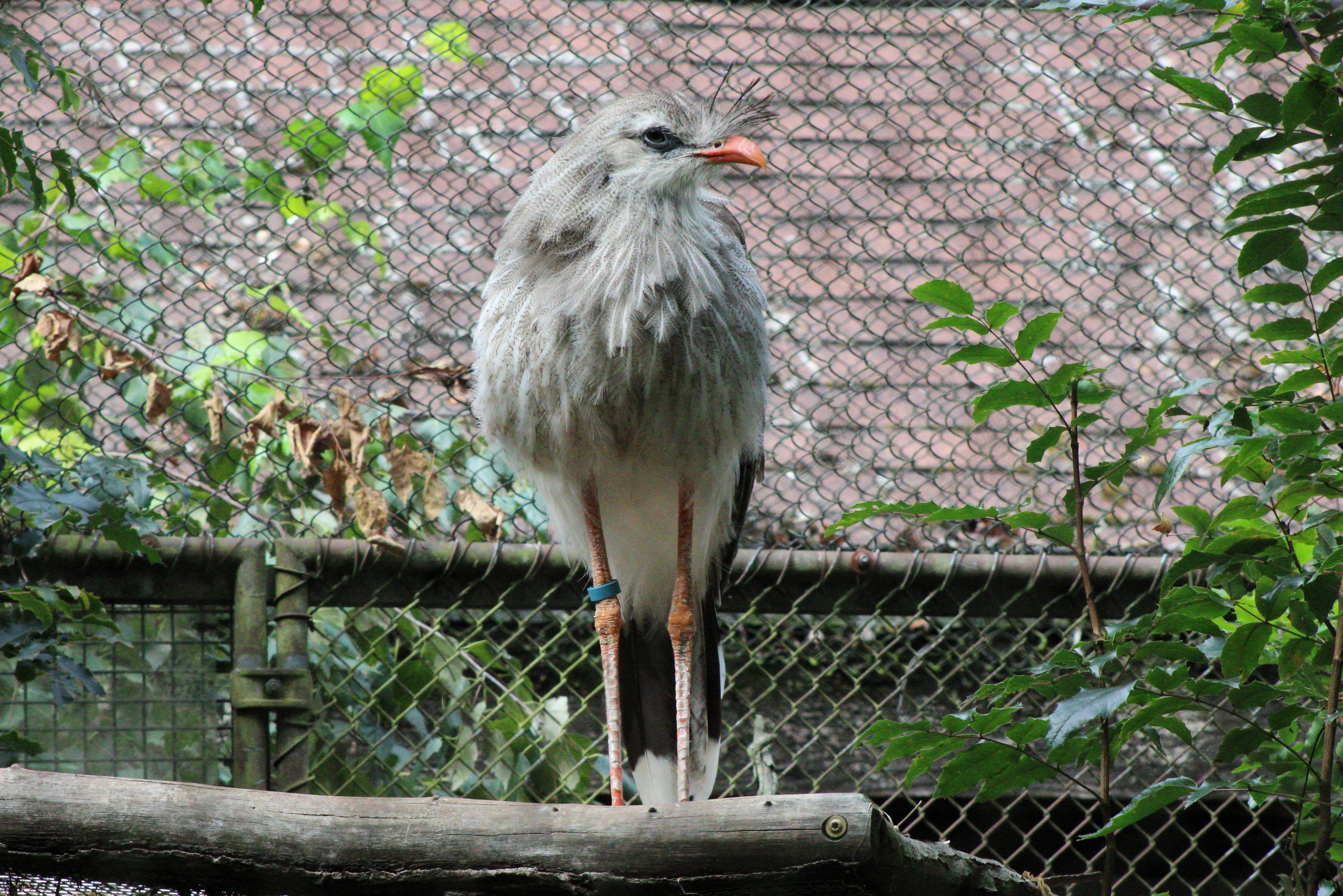 Red-legged Seriema
