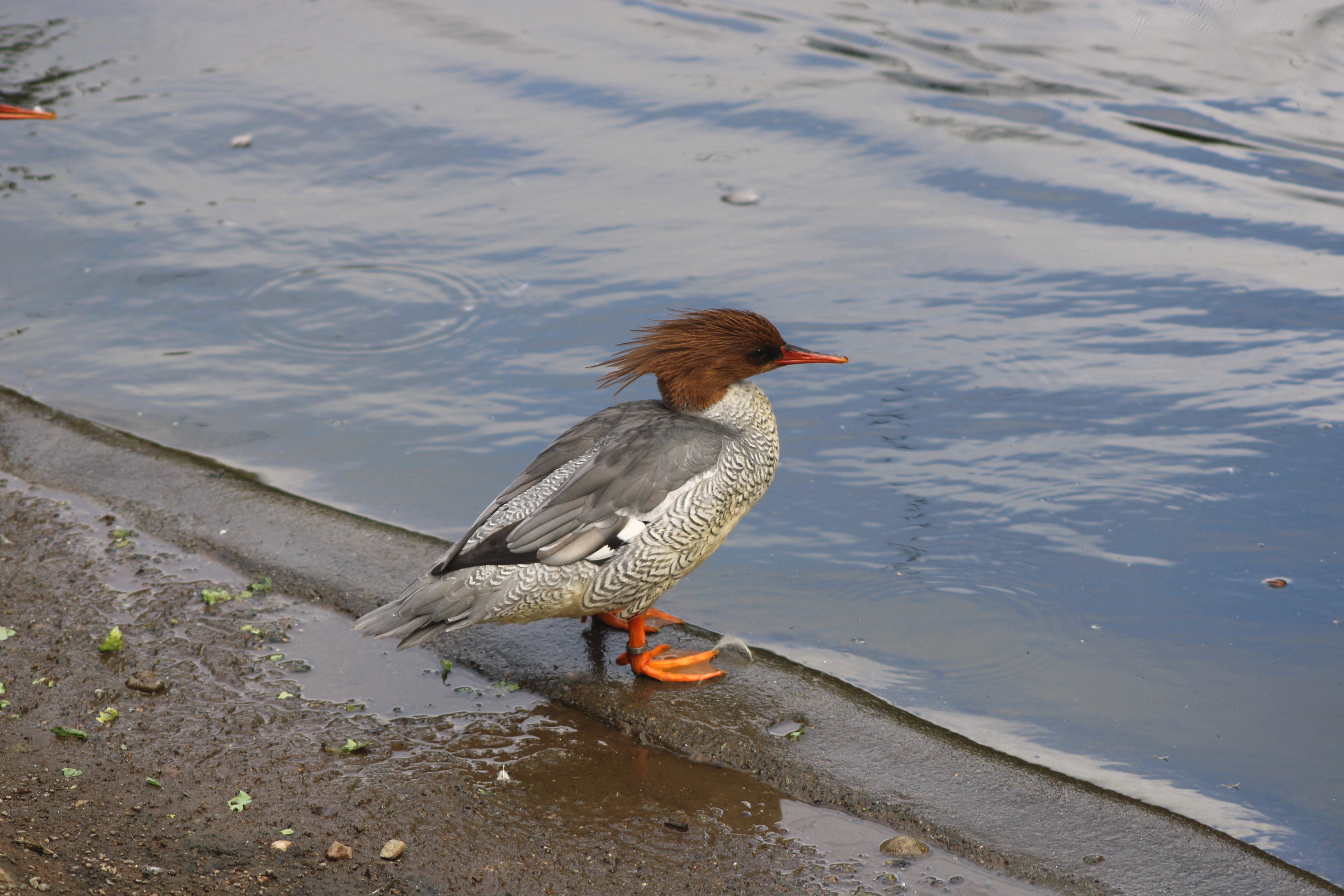 Scaly-sided Merganser