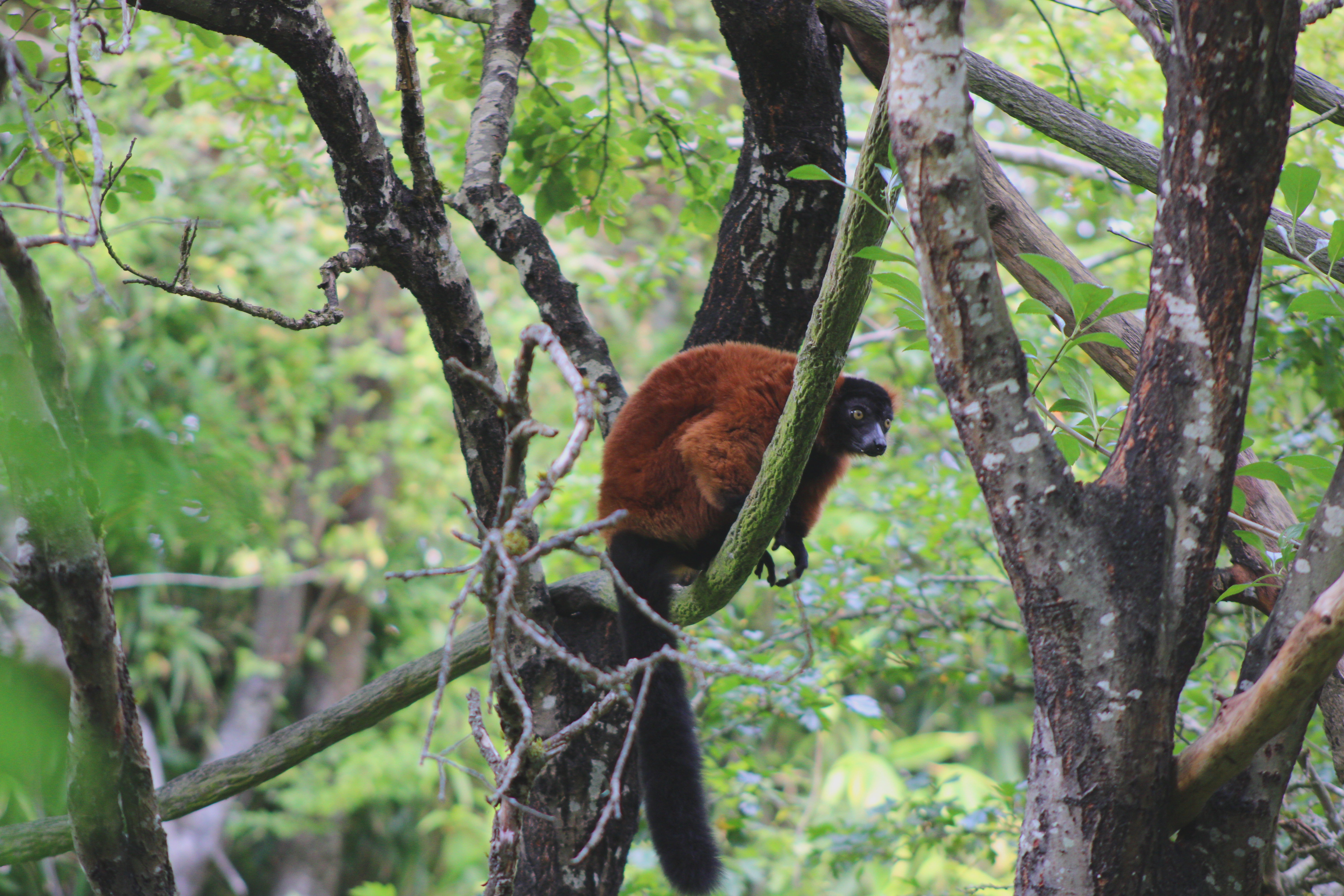 Red Ruffed Lemur