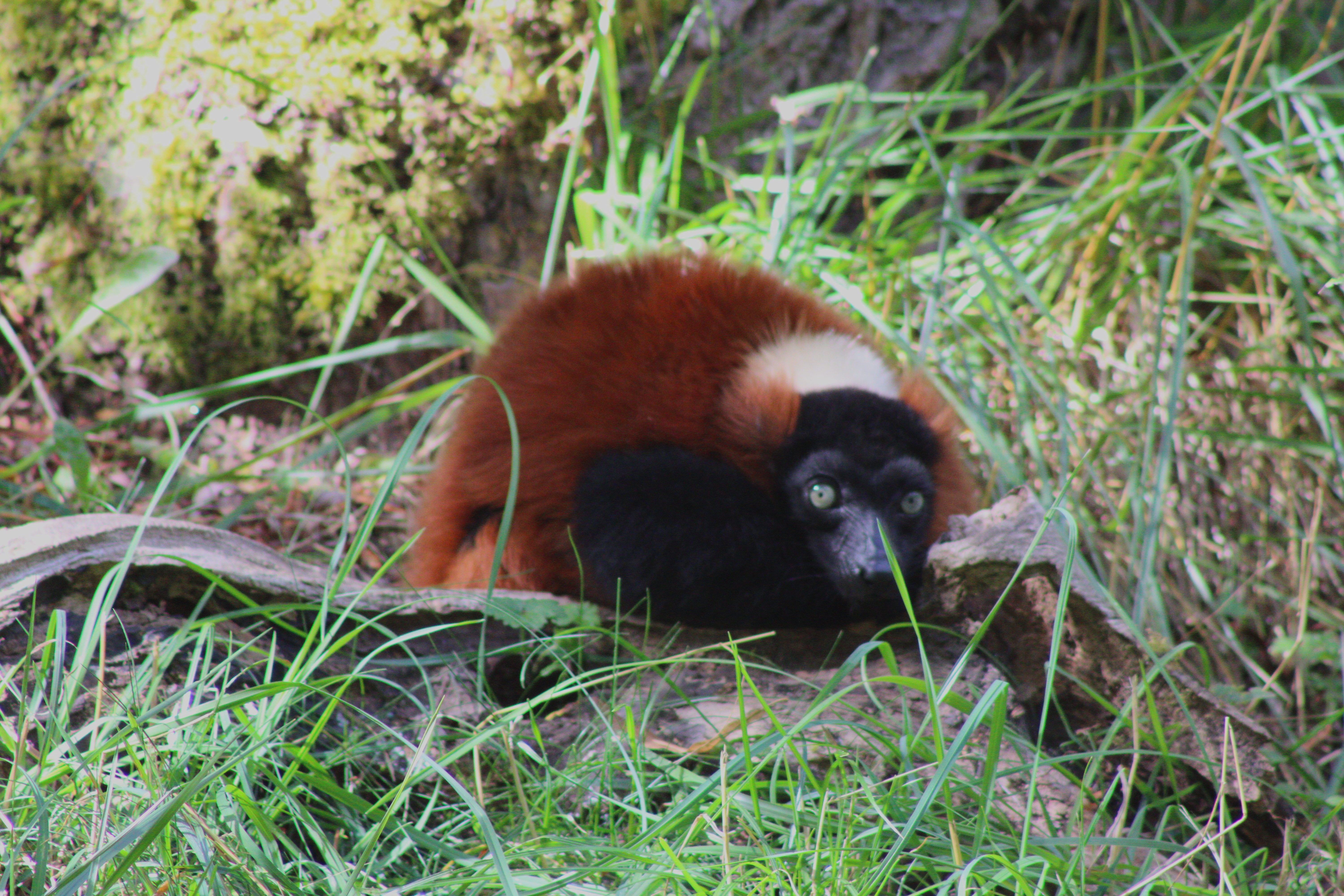 Red Ruffed Lemur
