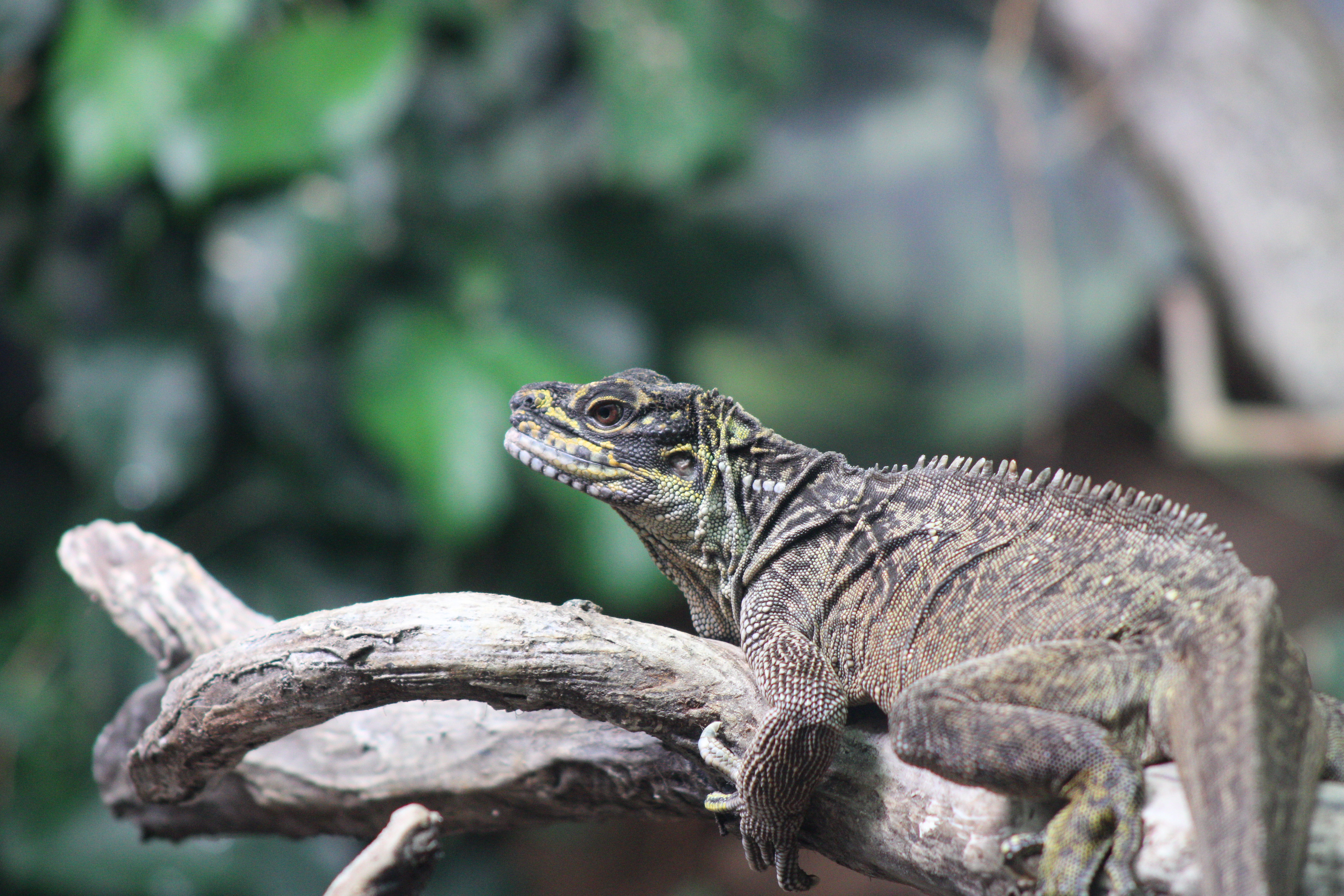 Sailfin Dragon