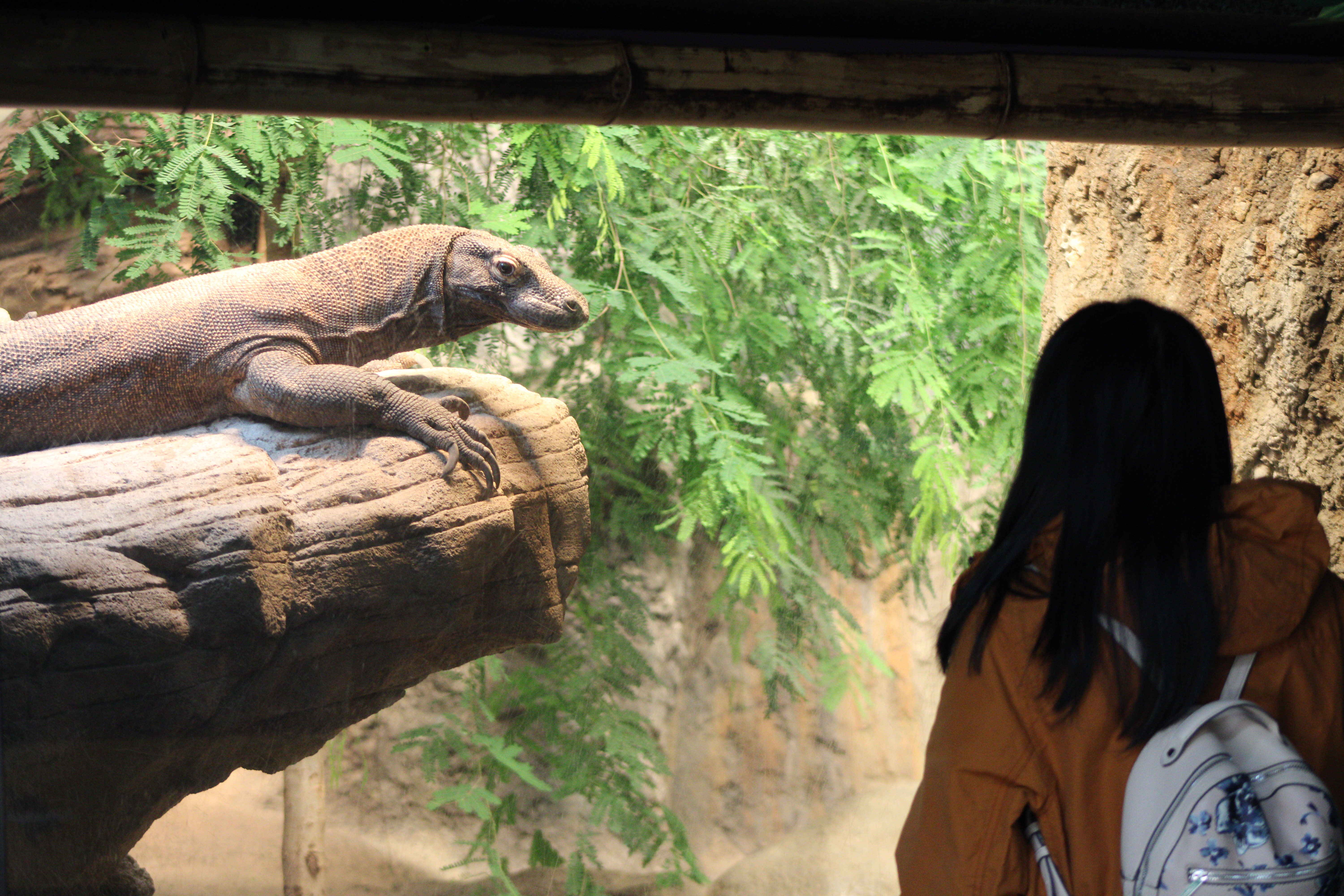 Komodo Dragon