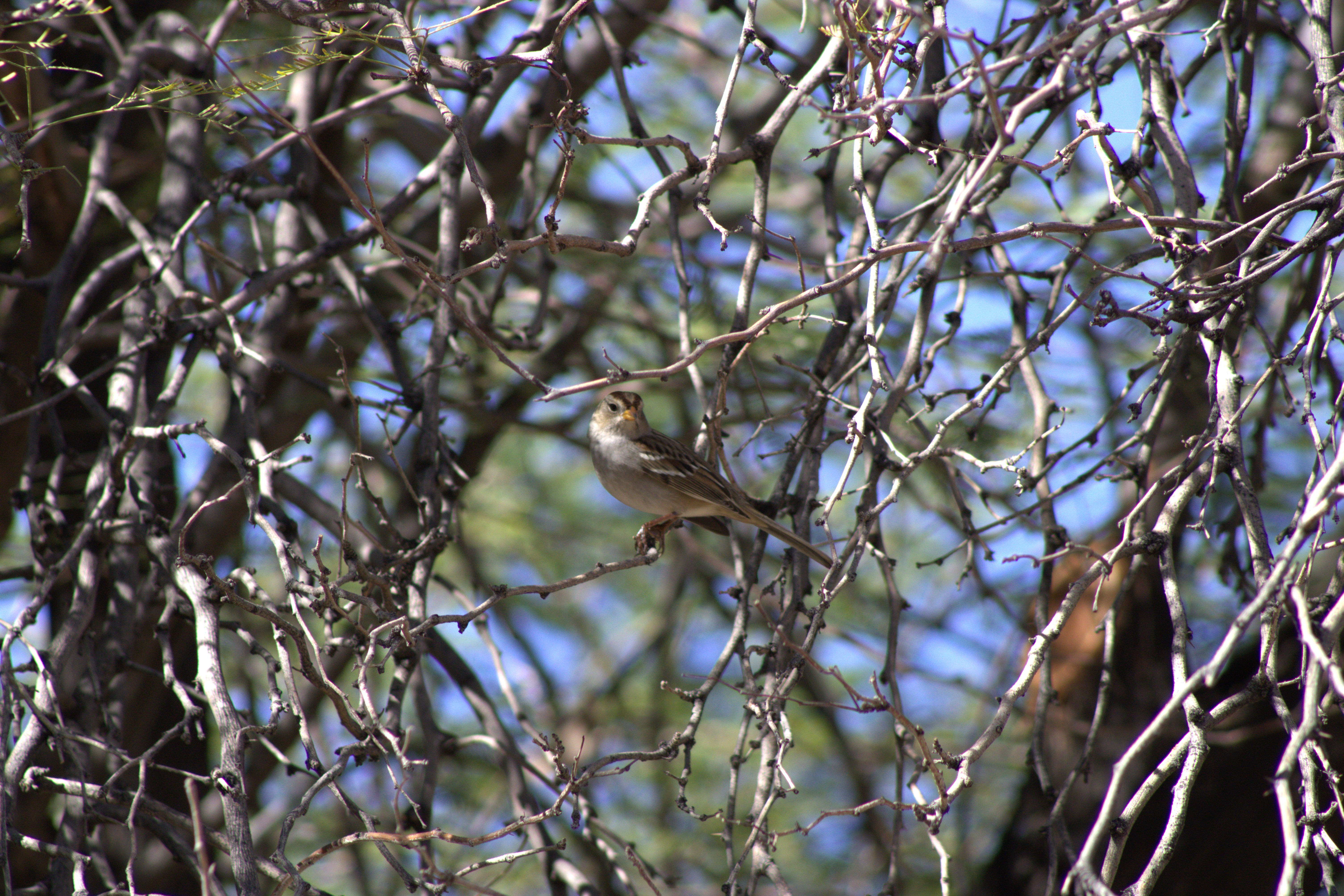 White-crowned Sparrow