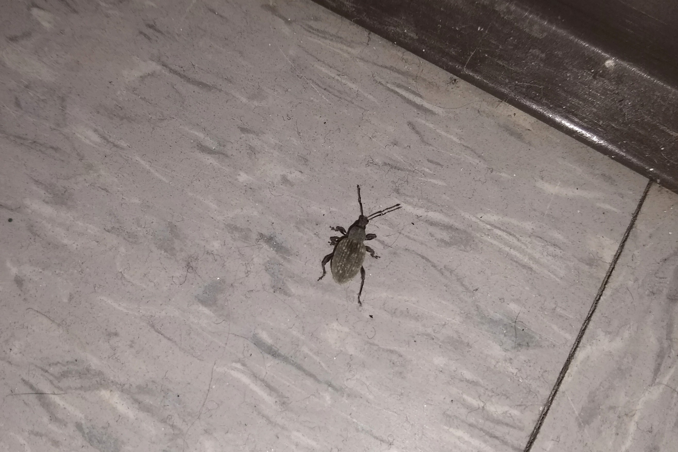 Black Vine Weevil