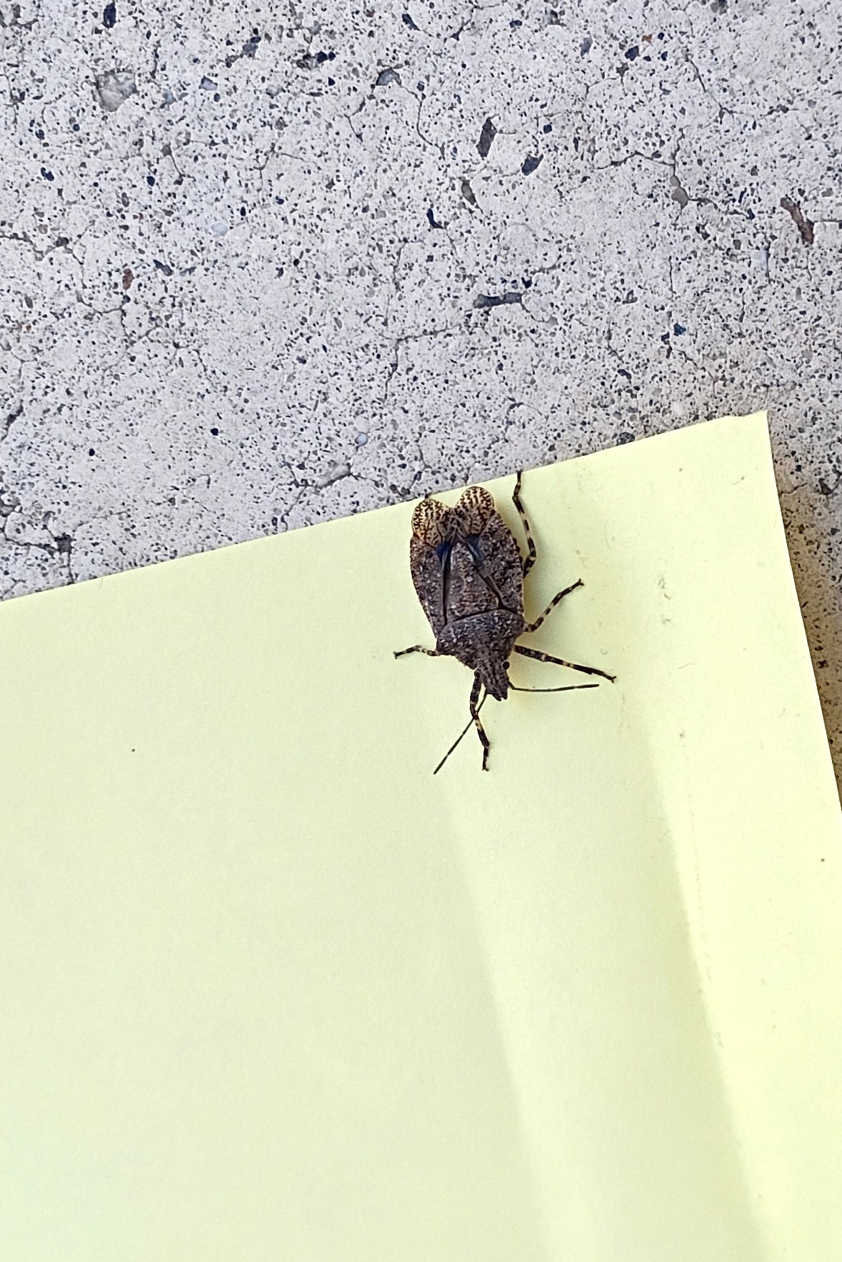 unidentified insect
