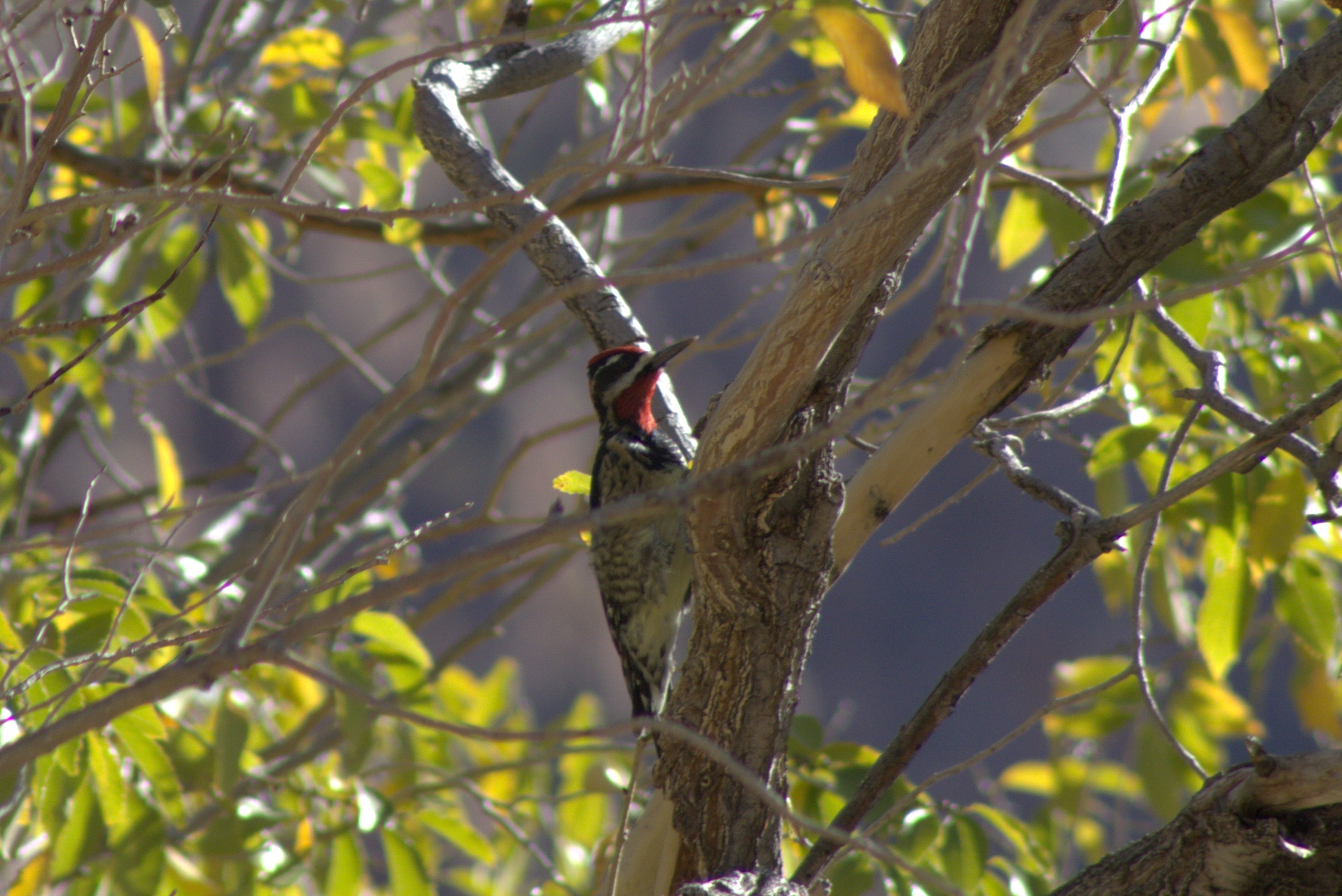 Red-naped Sapsucker