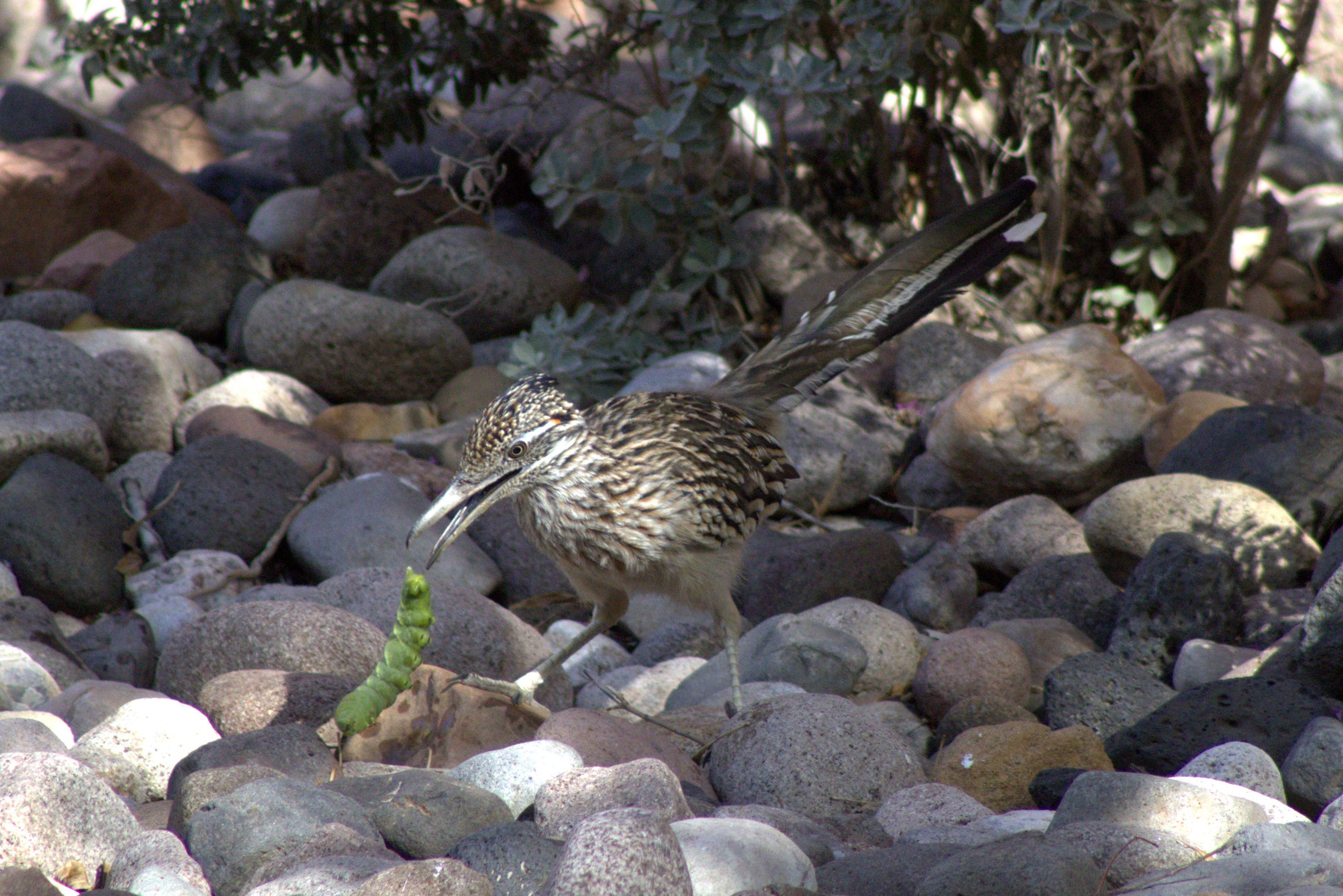 Greater Roadrunner