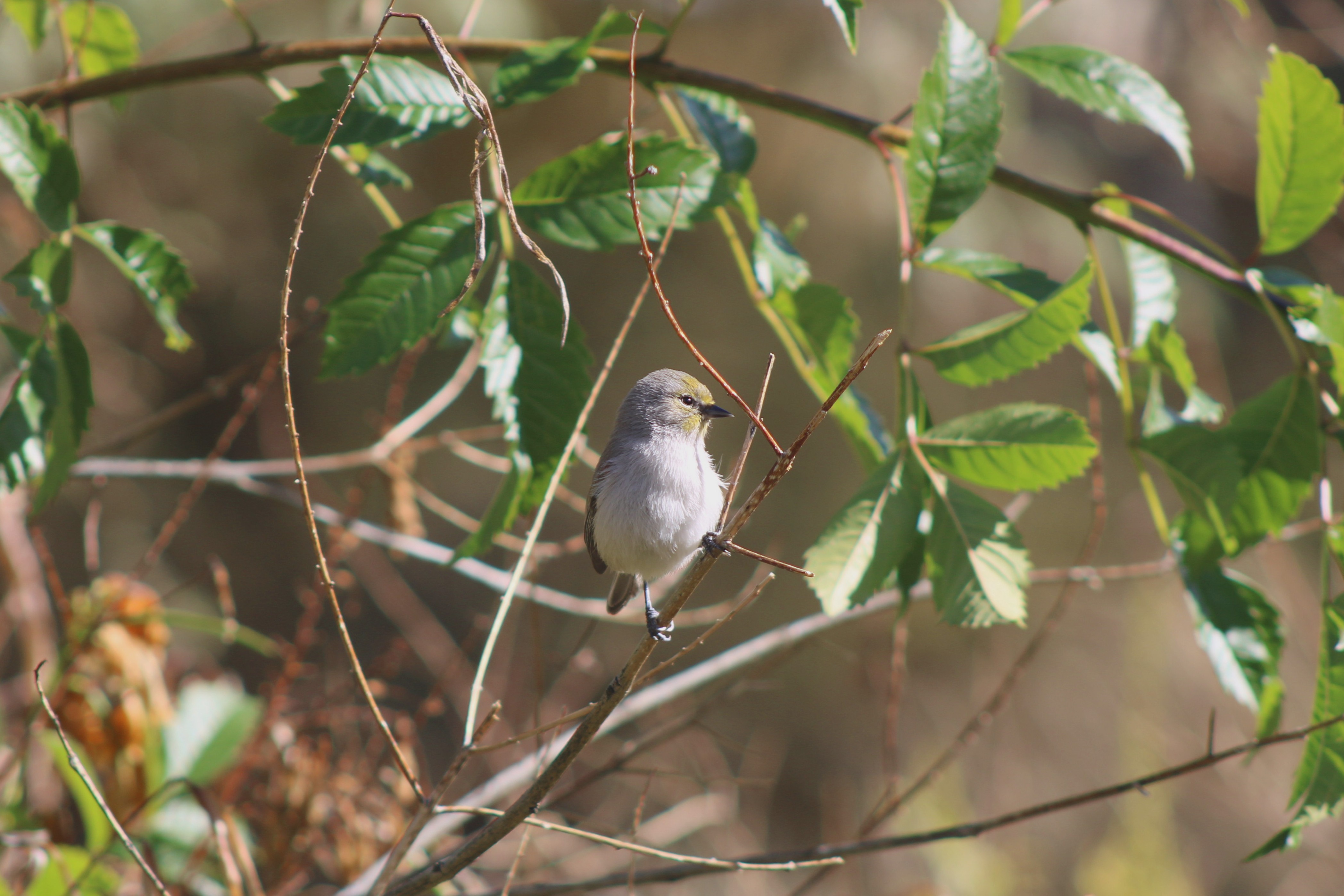 Verdin
