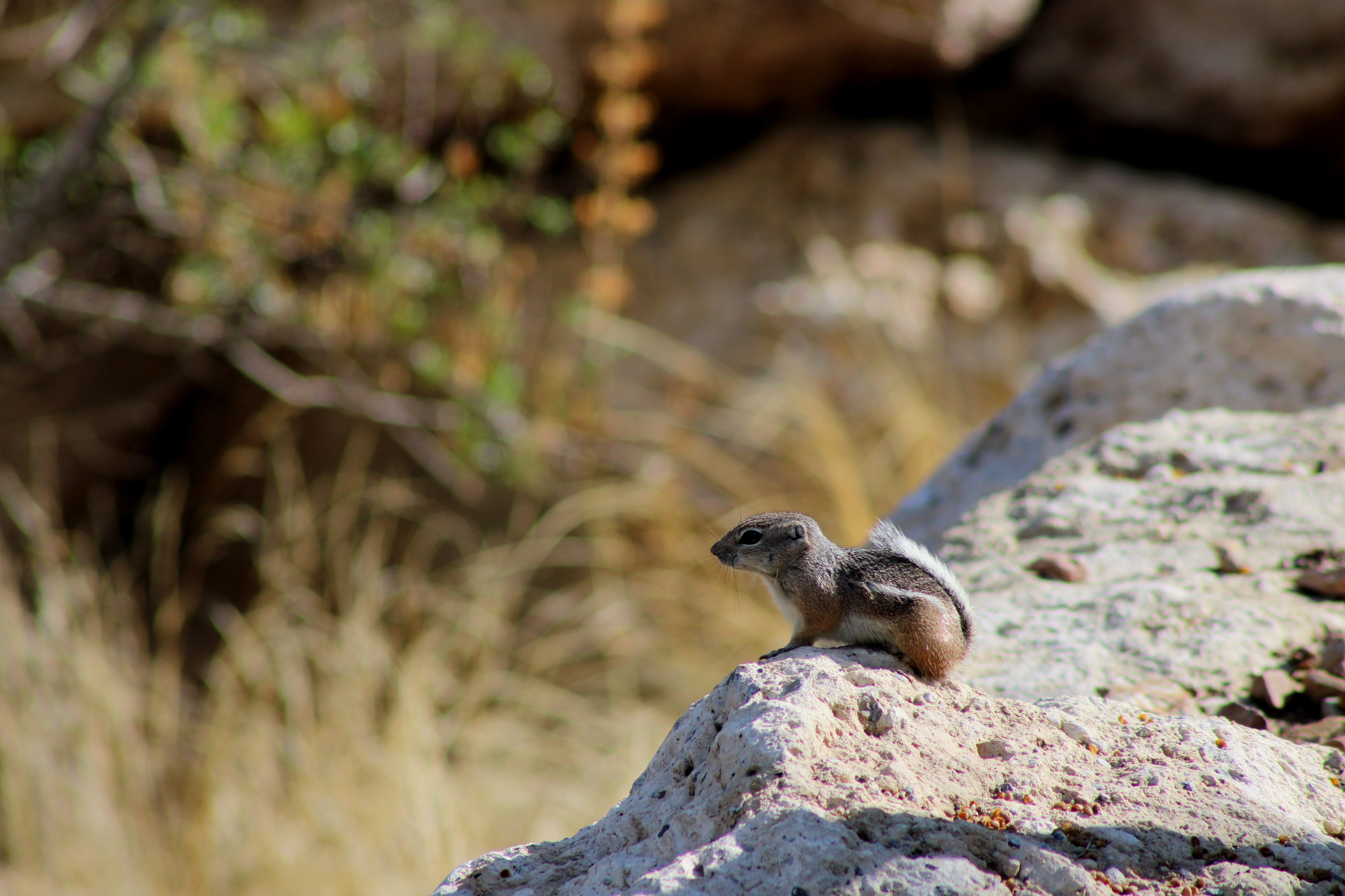 White-tailed Antelope Squirrel