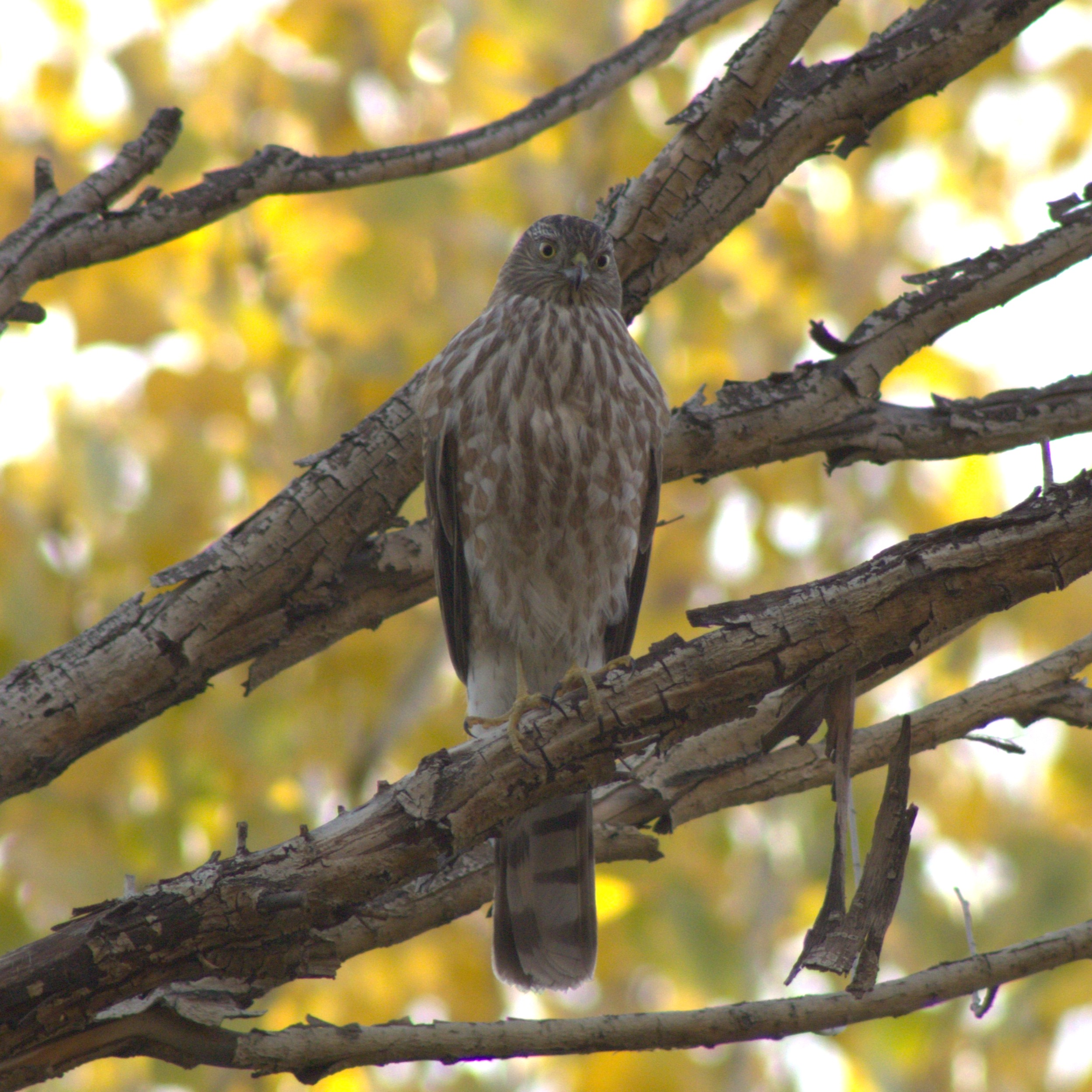 Cooper's Hawk