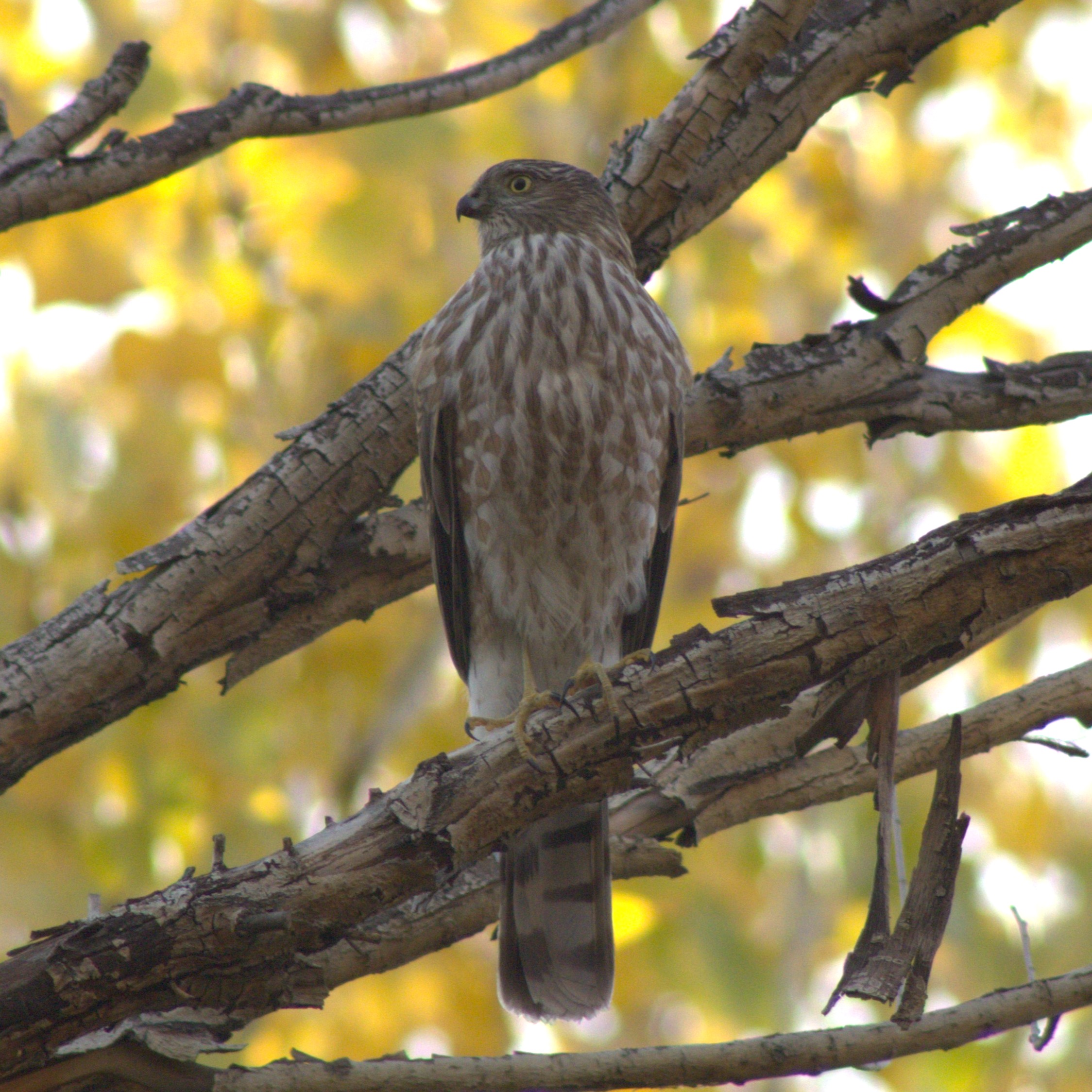 Cooper's Hawk