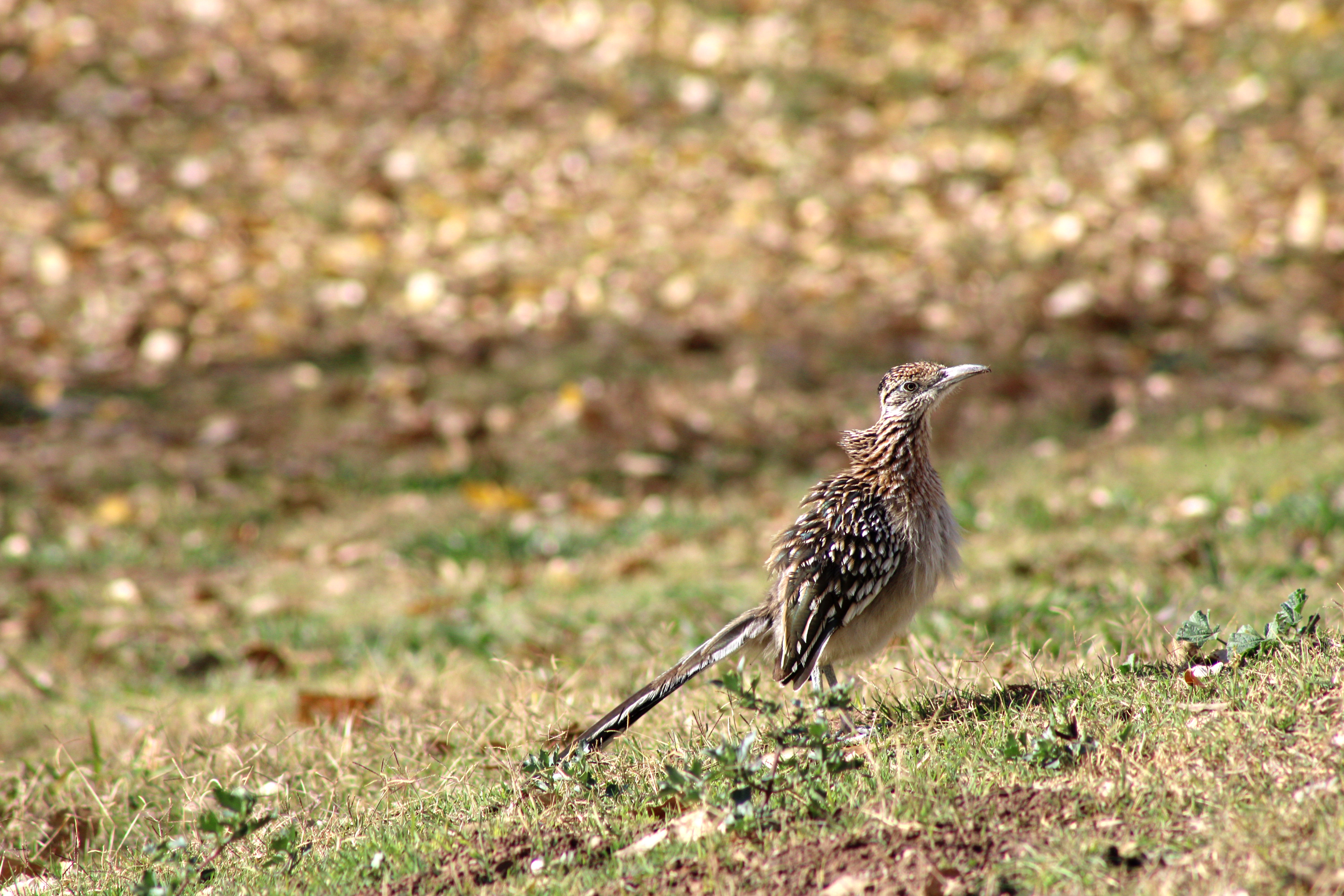 Greater Roadrunner