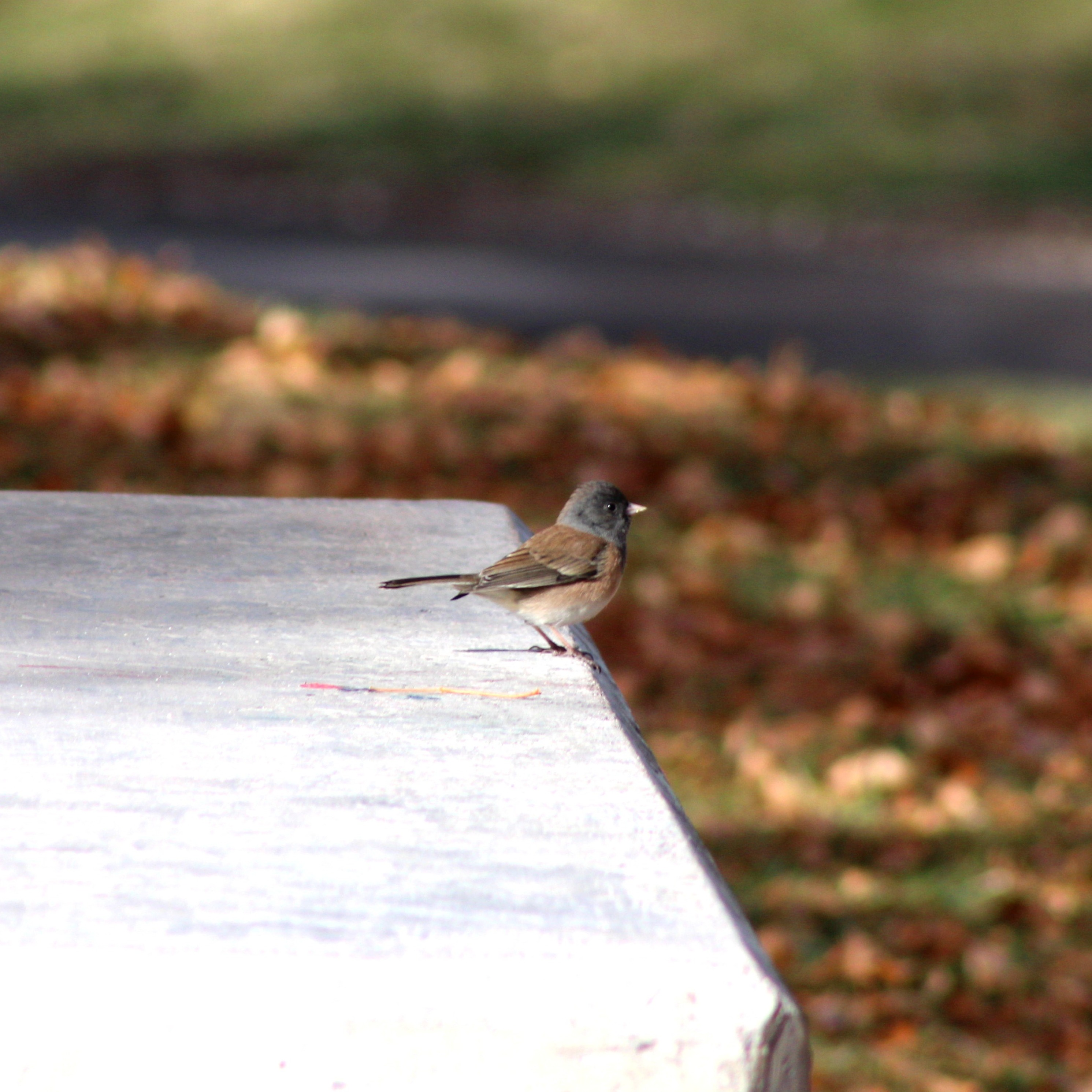 Dark-eyed Junco