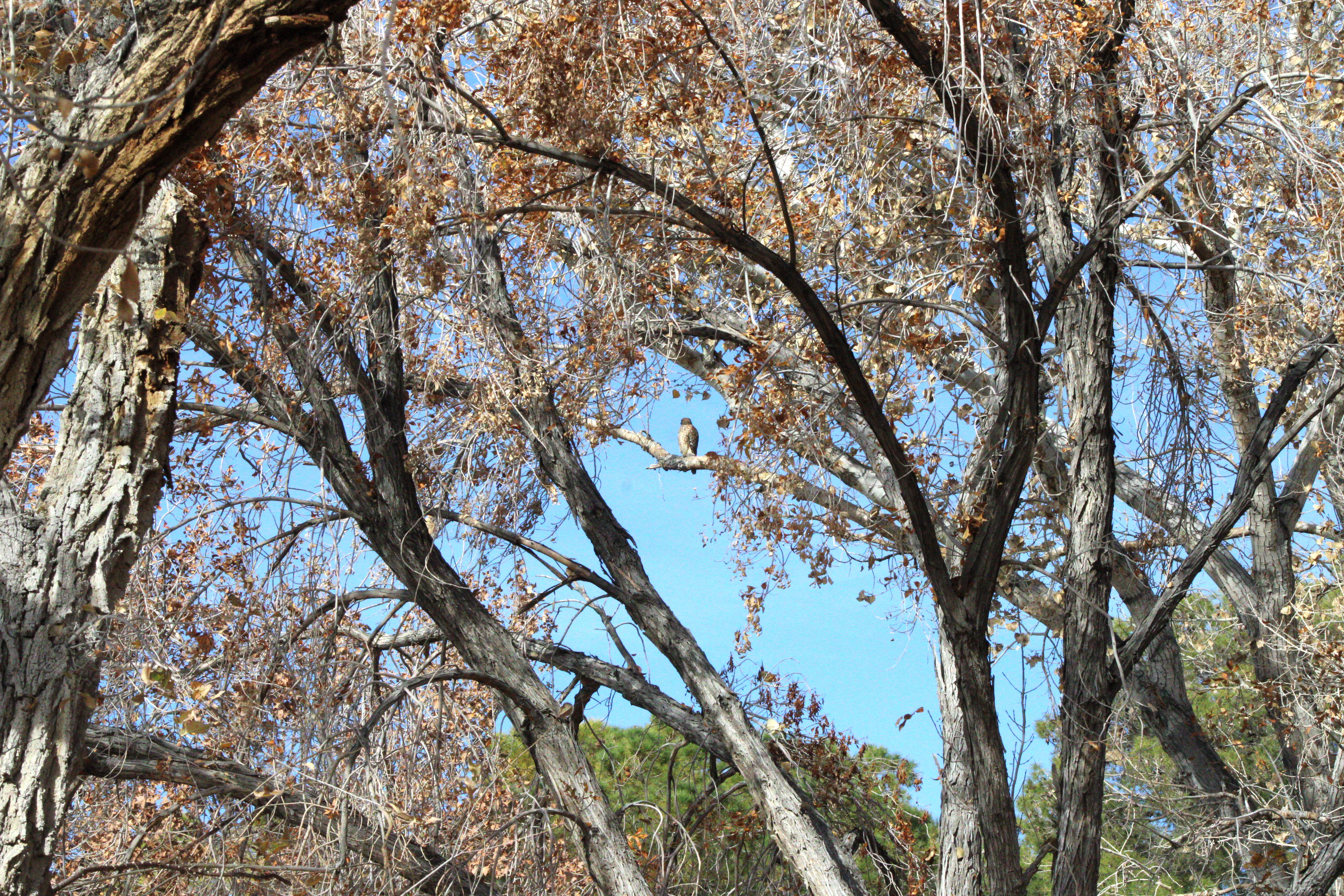 Red-shouldered Hawk