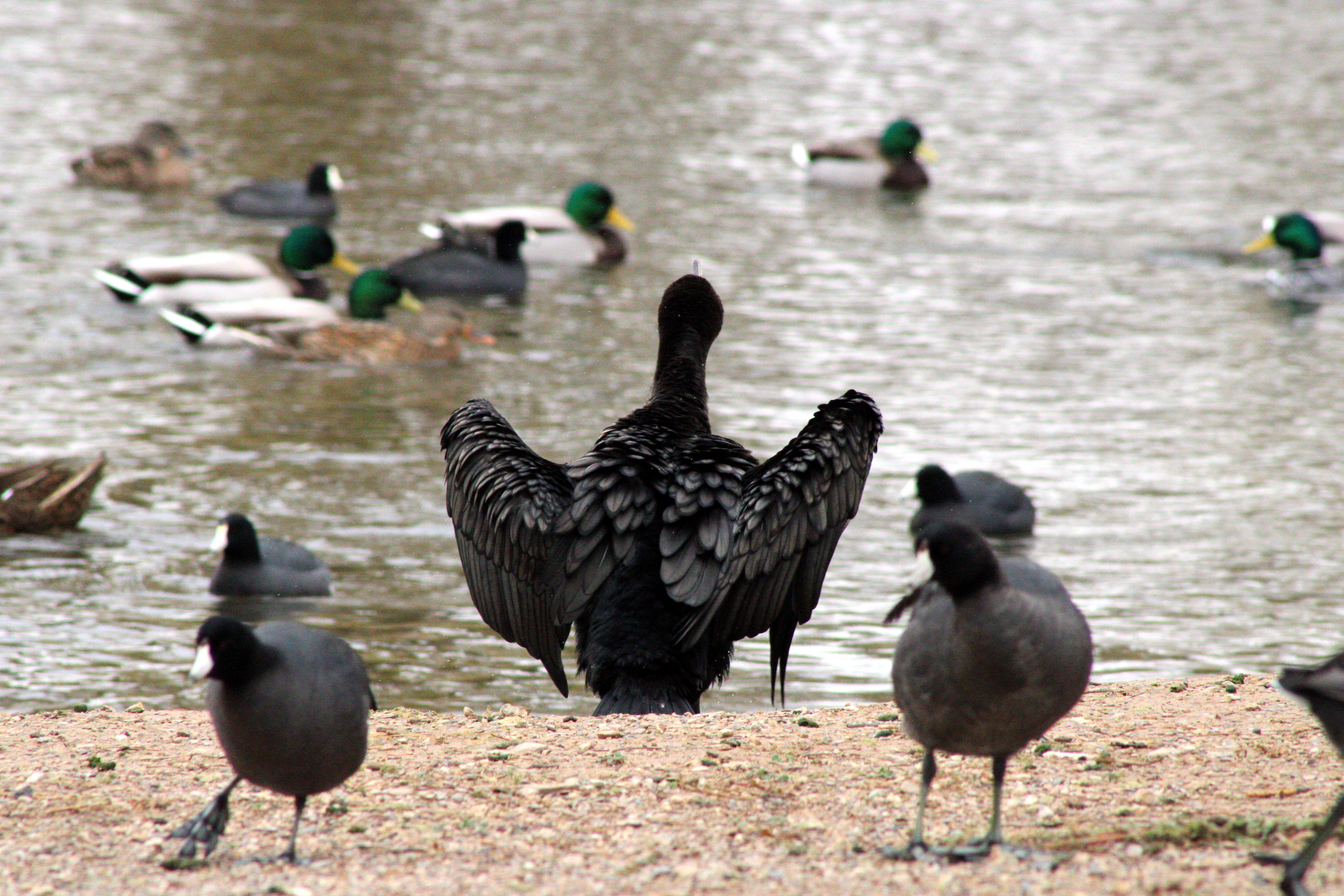 Double-crested Cormorant