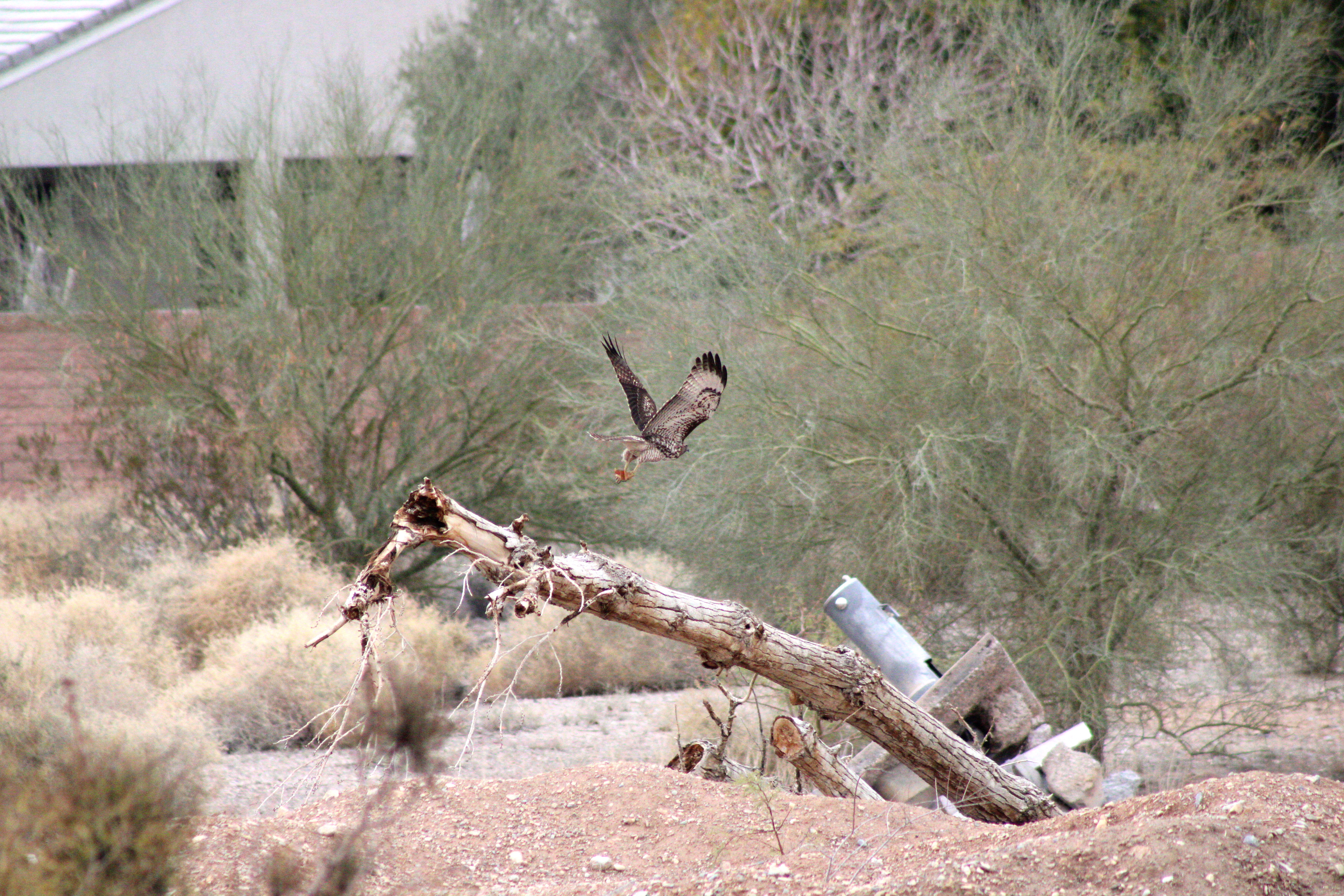 Red-tailed Hawk