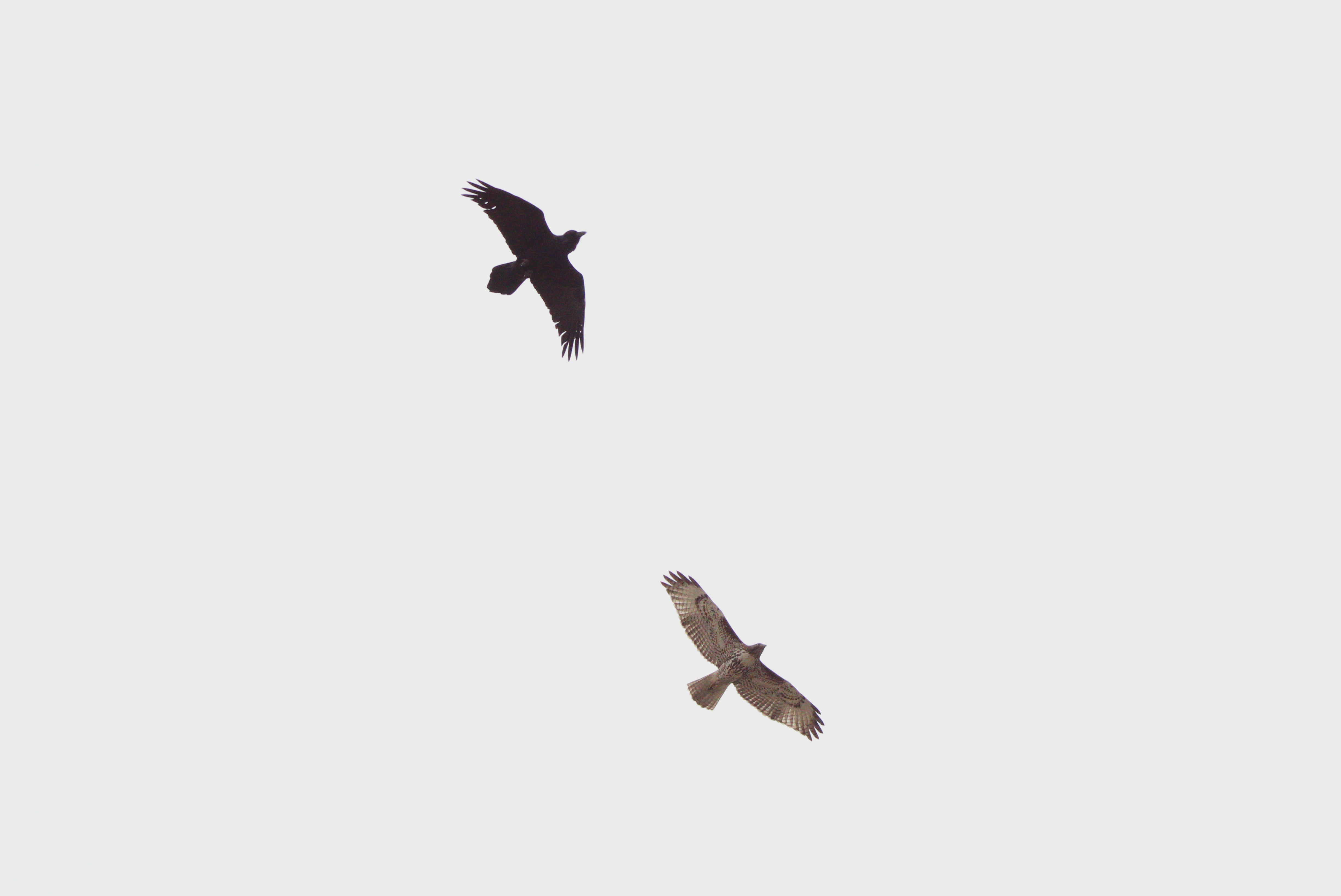 Common Raven (left), Red-tailed Hawk (right)